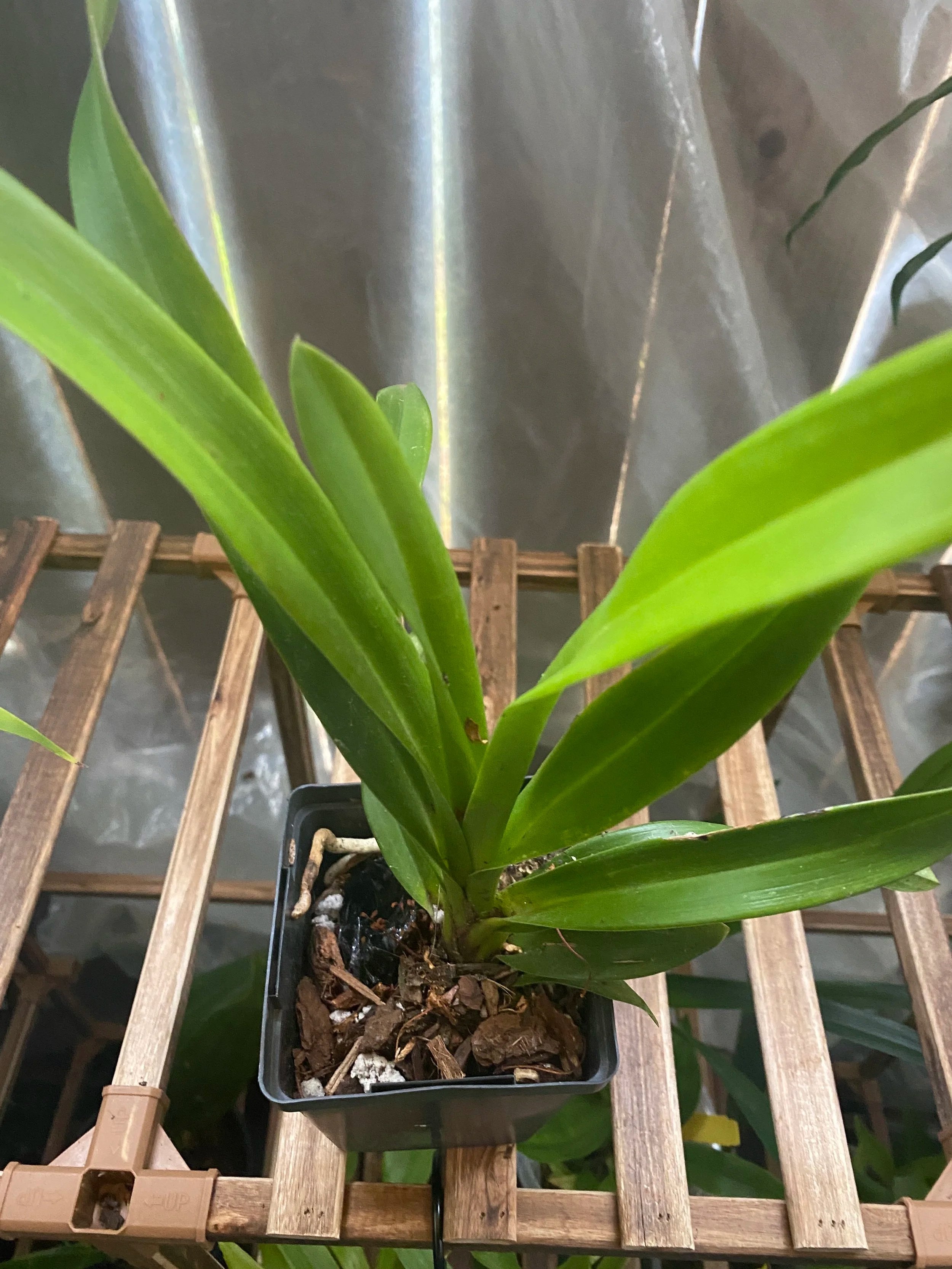 Cymbidium-Cali-Night-Black-Shower-on-wooden-slates.jpg