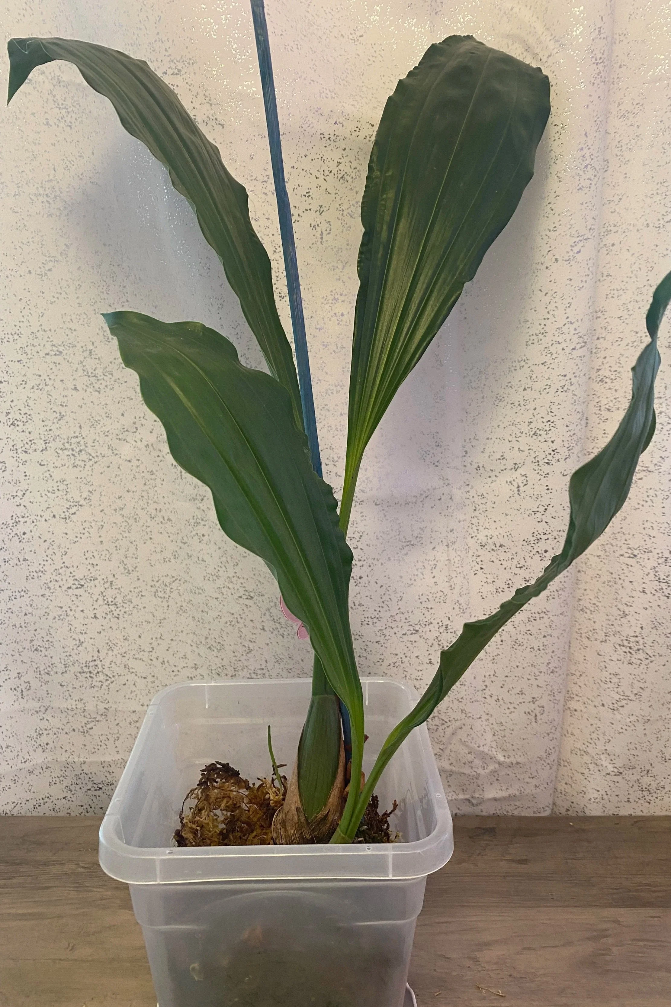 odowds-coelogyne-massageana.jpg