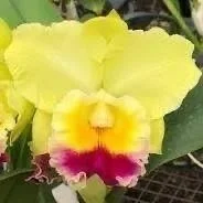 Rlc-Charlene-Sau-Yee-Liu-Volcano-Prince.jpg