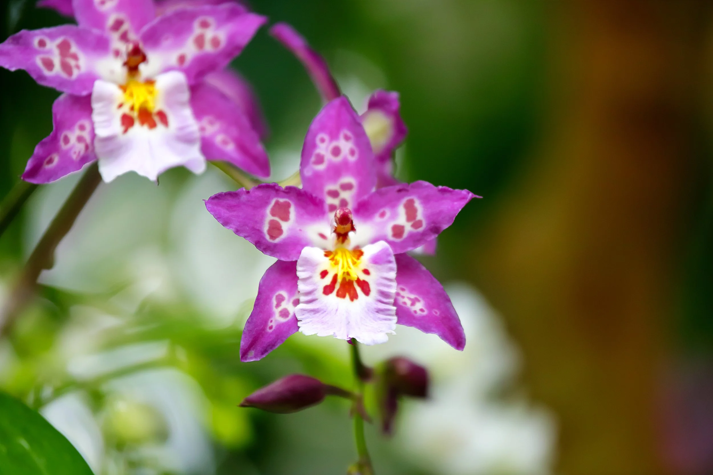 Dgmra. Shibumi 'Purple Rain' (4" Pot) (not yet in bloom)