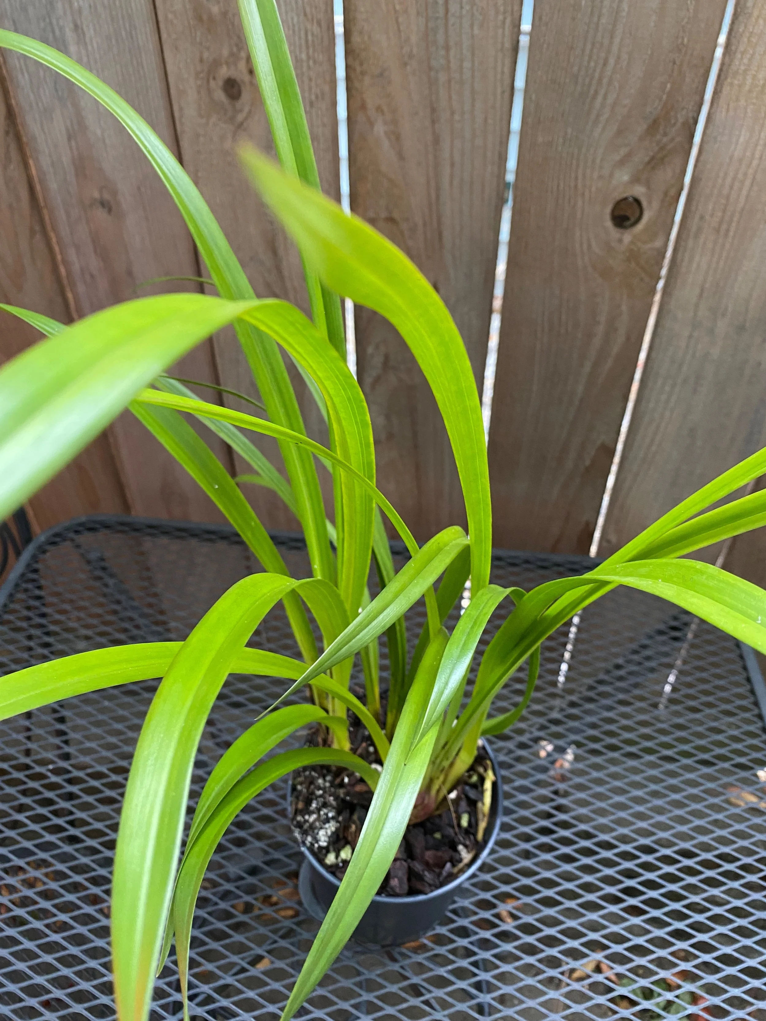 Cymbidium blooming size in six inch pot
