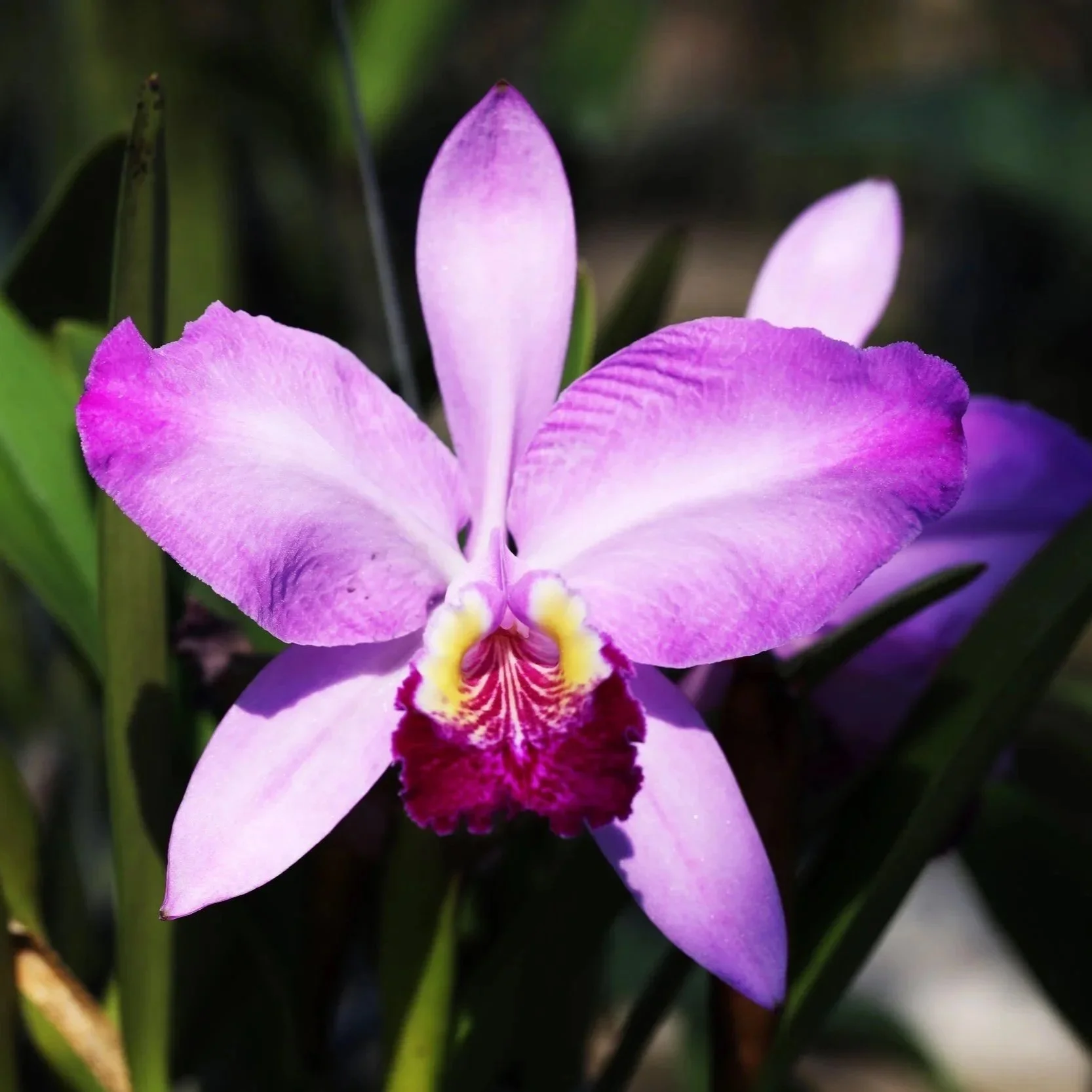 C. Cosmo-Roebling-Volcano-Queen.jpg