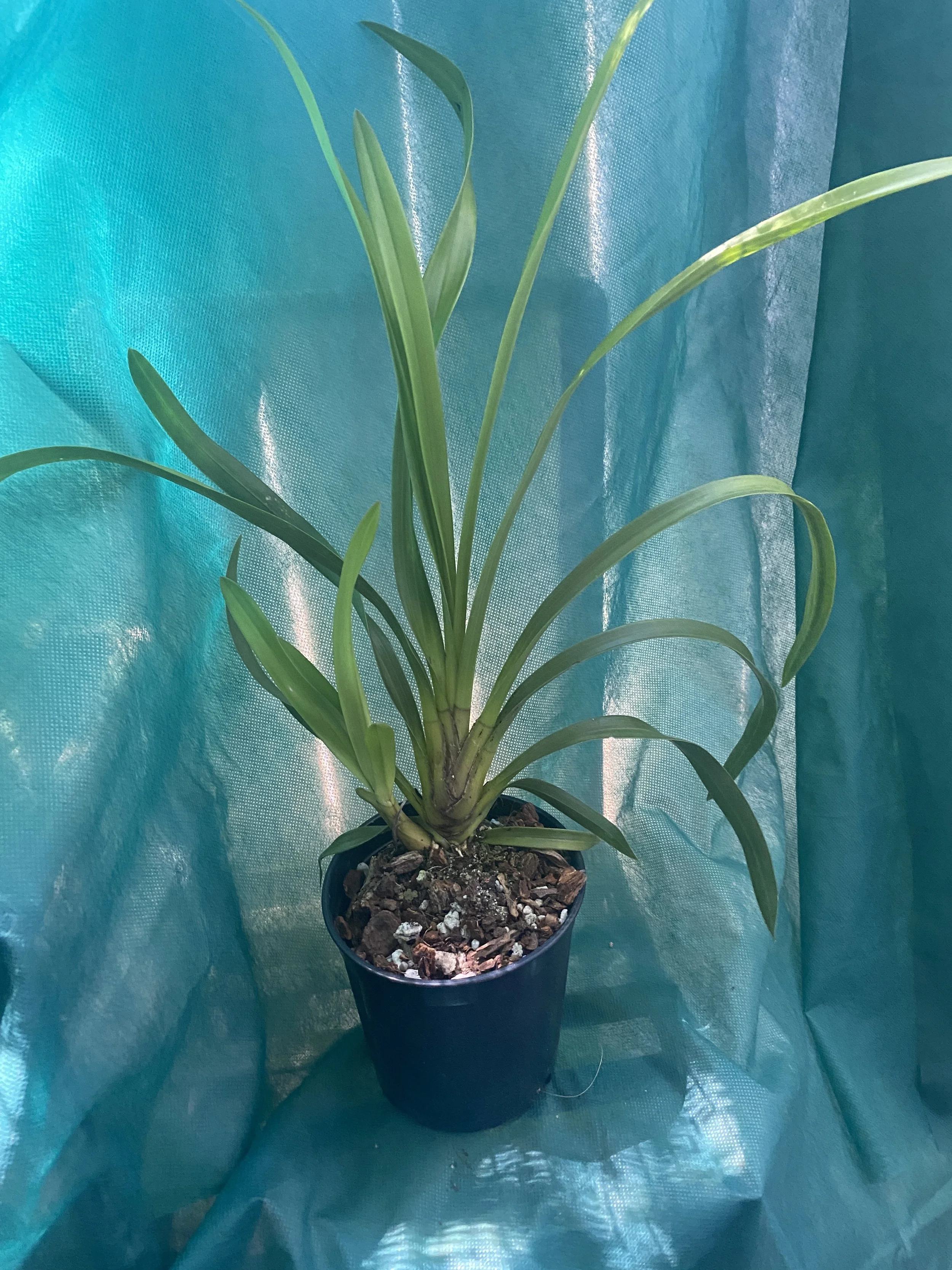Cymbidium Bill's Emerald #1 x Lock Bailey (13)-standing-24-inches-tall.jpeg