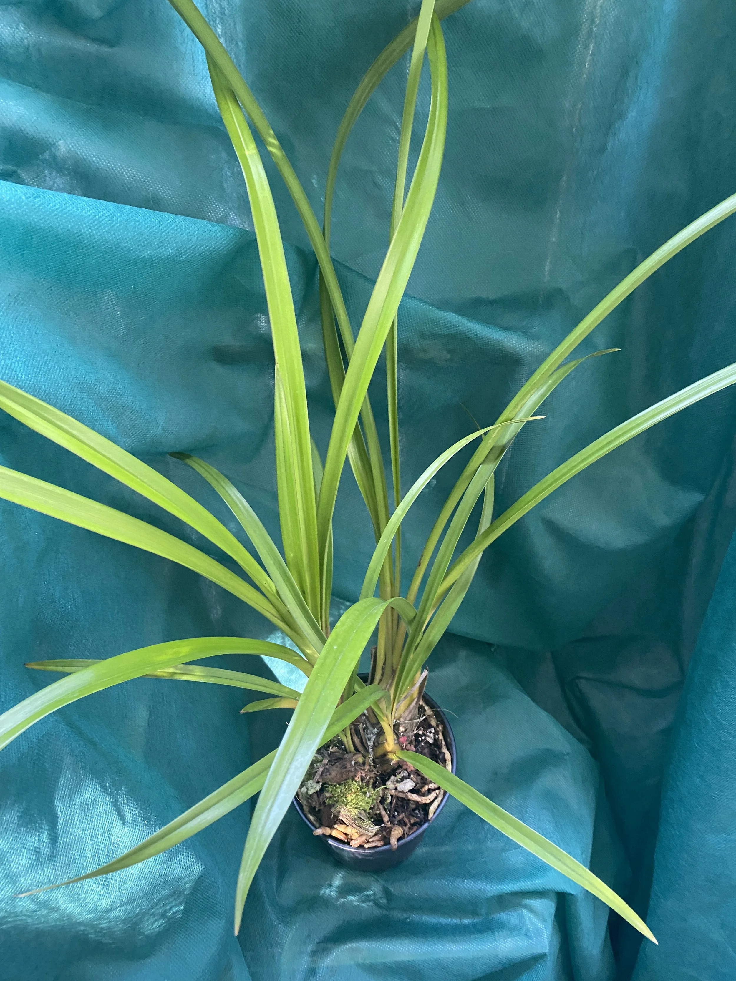 Cymbidium-Vanna-Rose-x-Street-of-Gold-in-five-inch-pot.jpeg