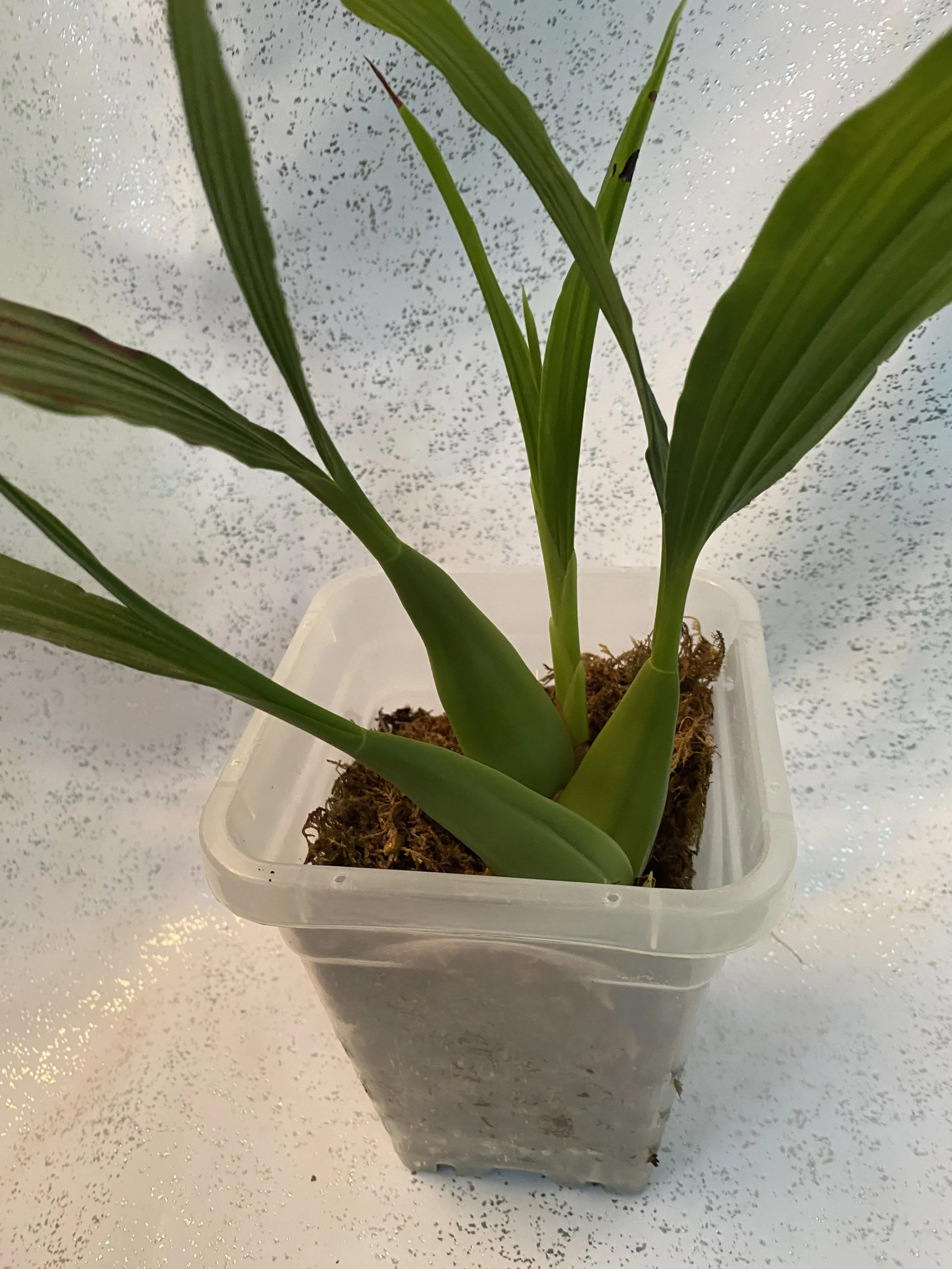 Coelogyne-rubrolanata-rare.jpeg
