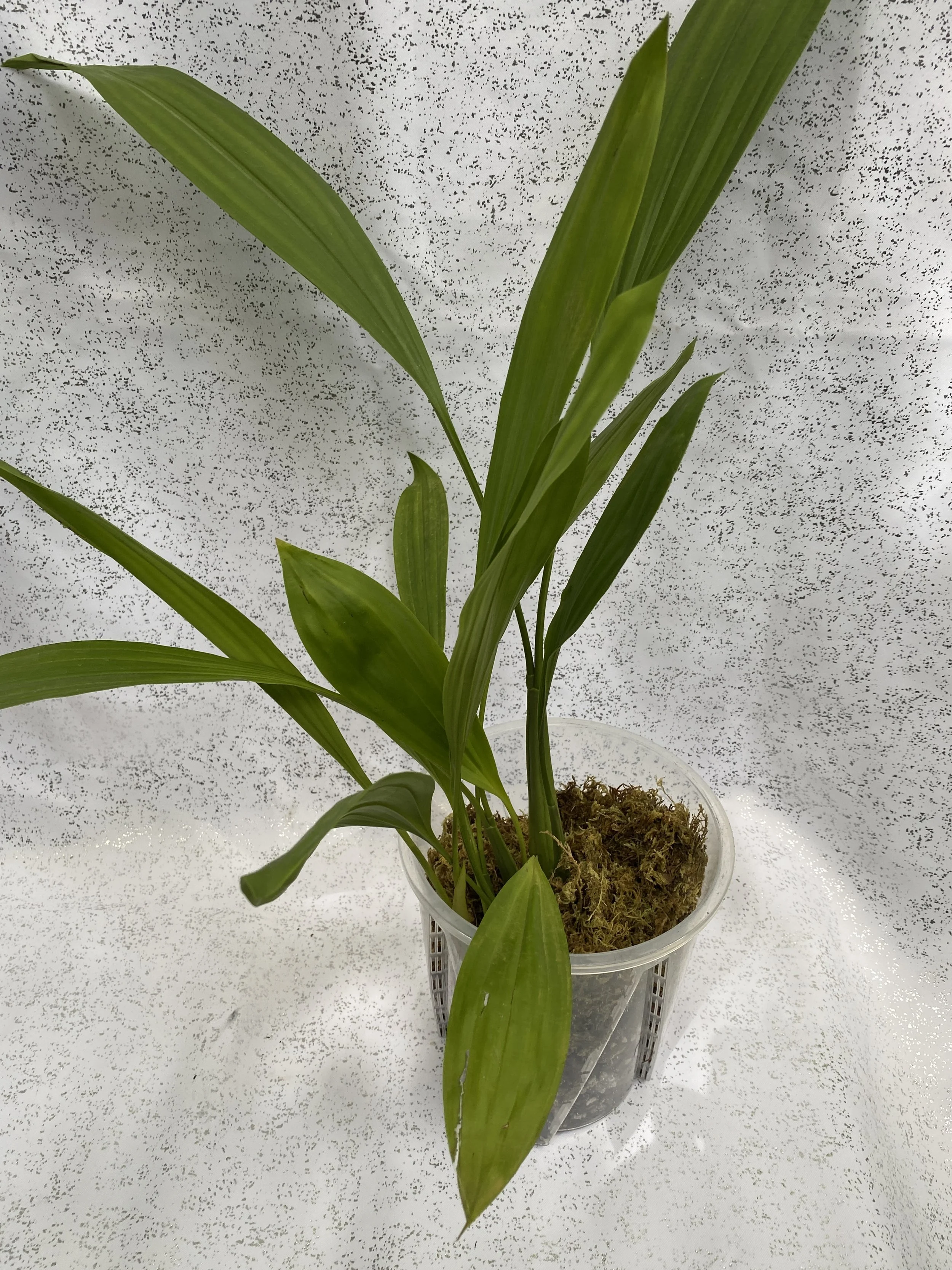 Coelogyne-peltastes-with-white-background.jpeg