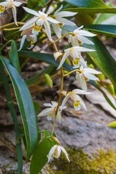 coelogyne-lentiginosa-lindl-beautiful-rare-250nw-2756912005.jpg.webp