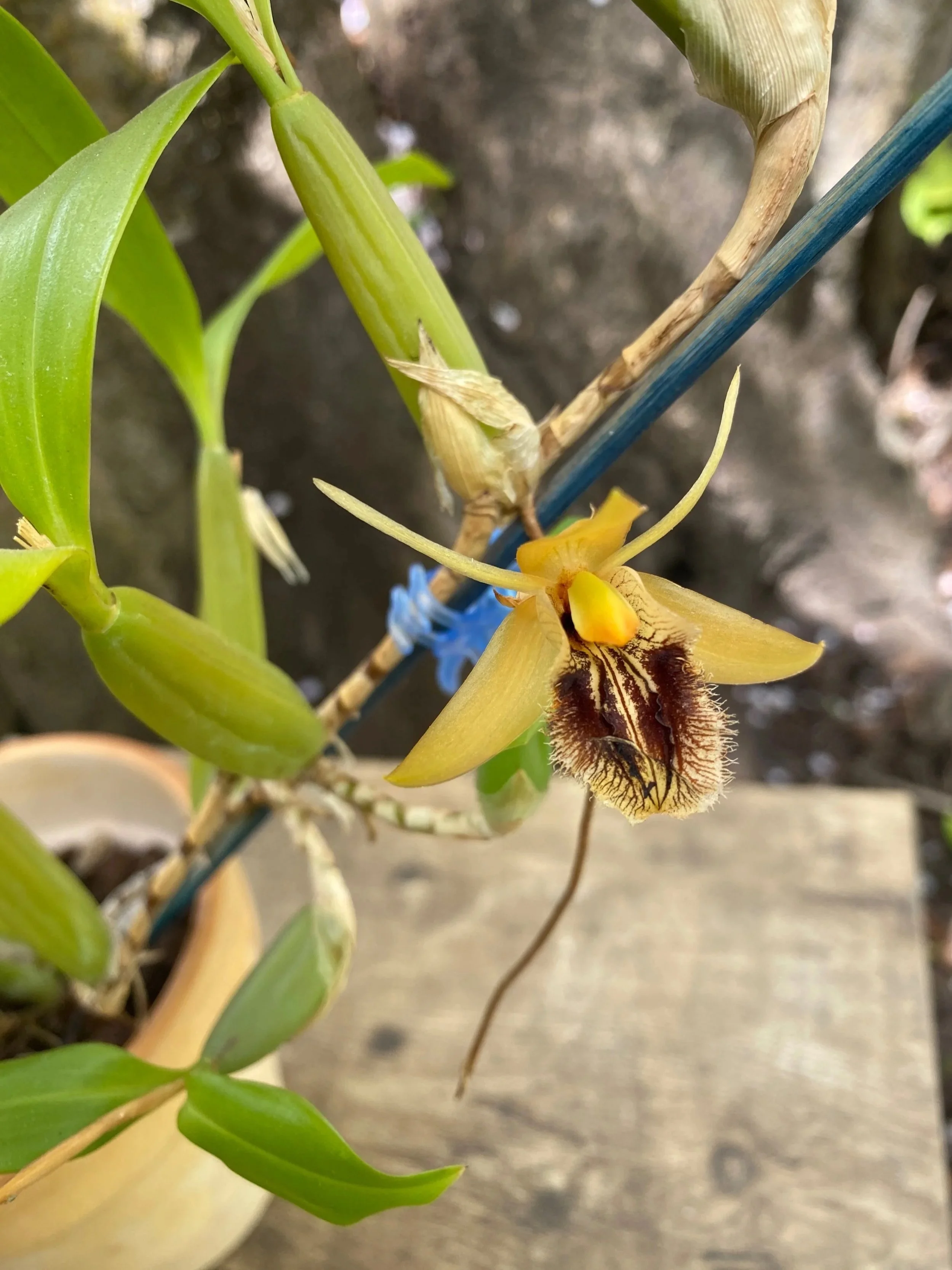 coelogyne-triplicata-in-four-inch-pot.jpg