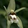 Coelogyne beccarii (rare)
