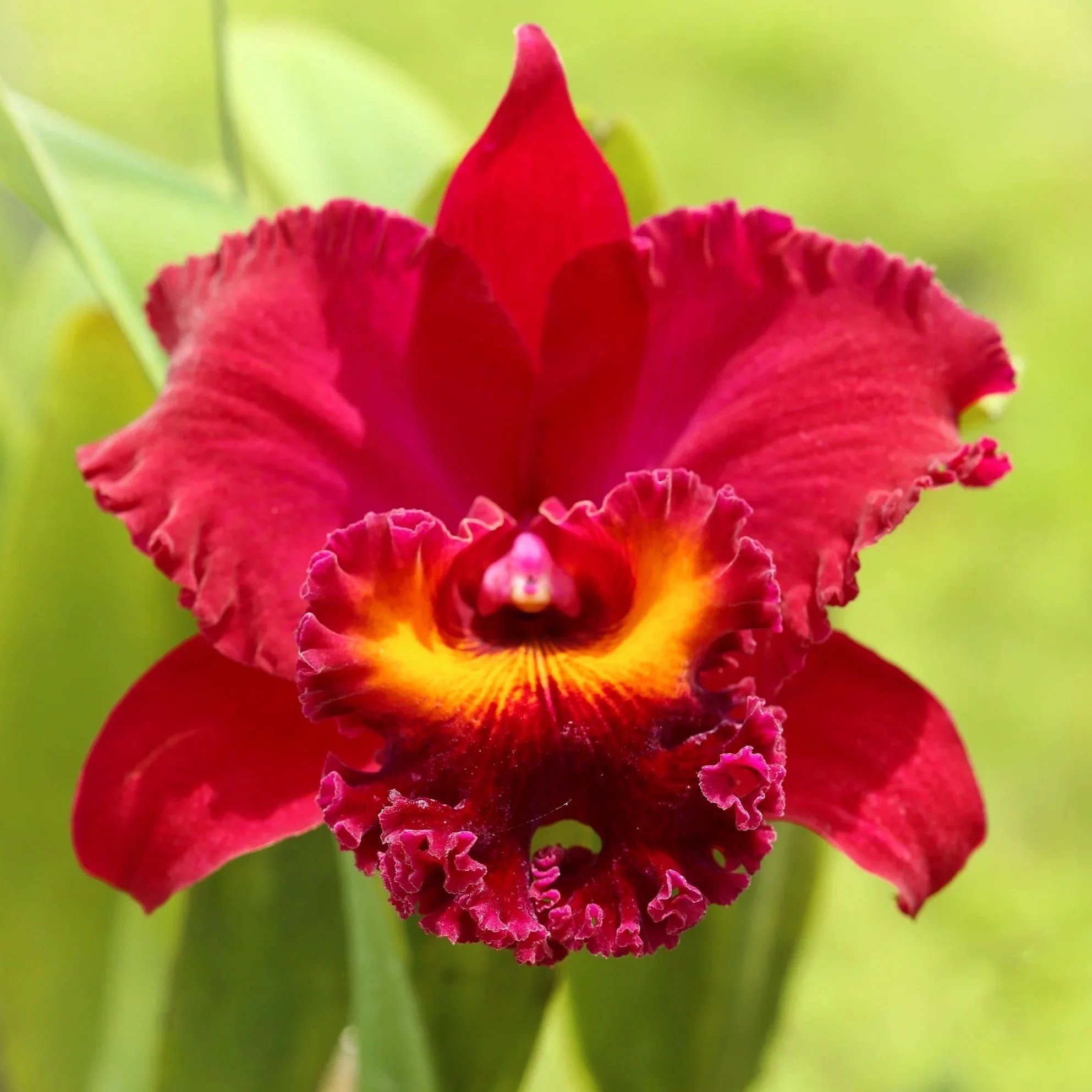 Rlc-Tropic-Flame-Volcano-Queen.jpg