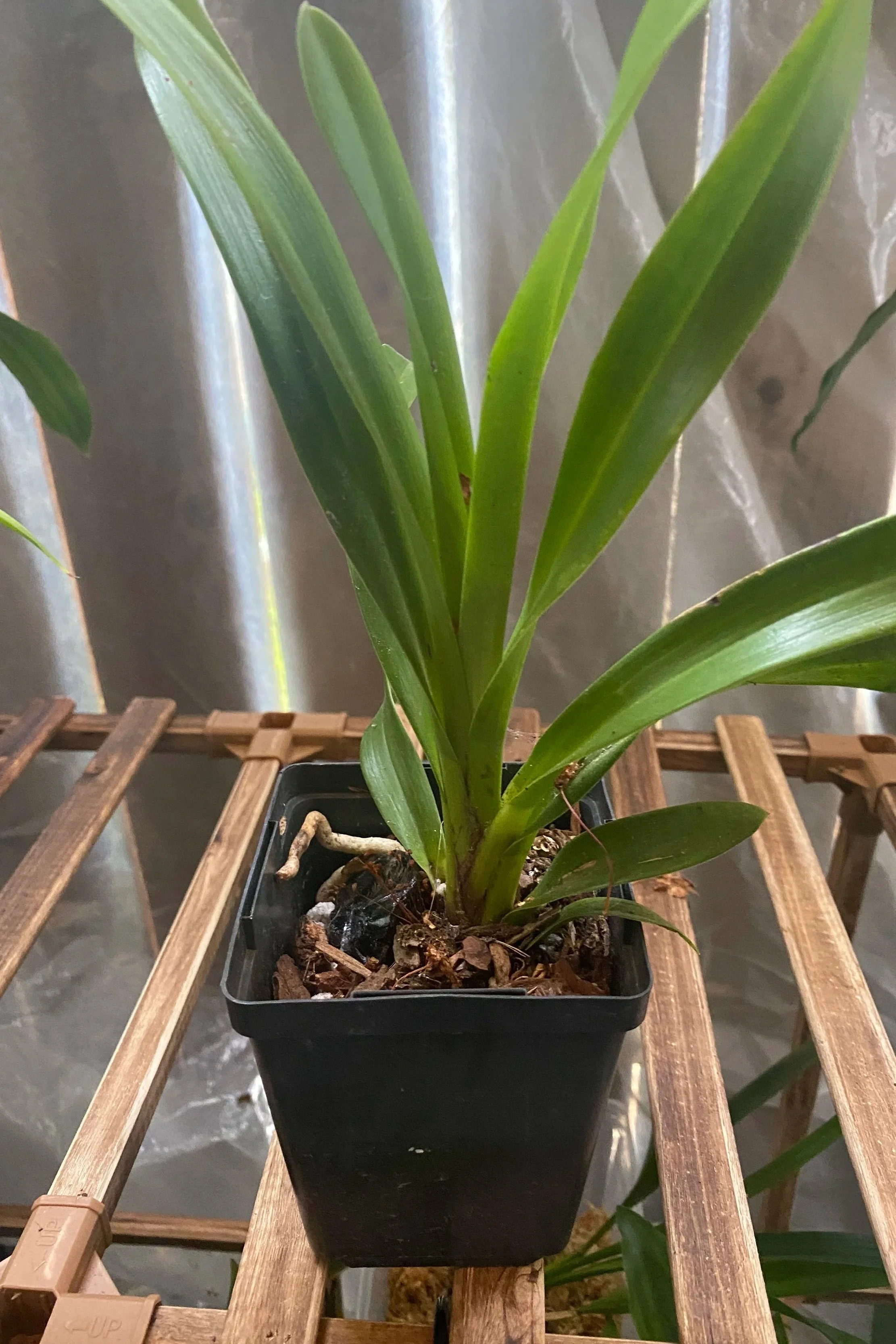 Cymbidium-Cali-Night-Black Shower-four-inch-pot.jpg
