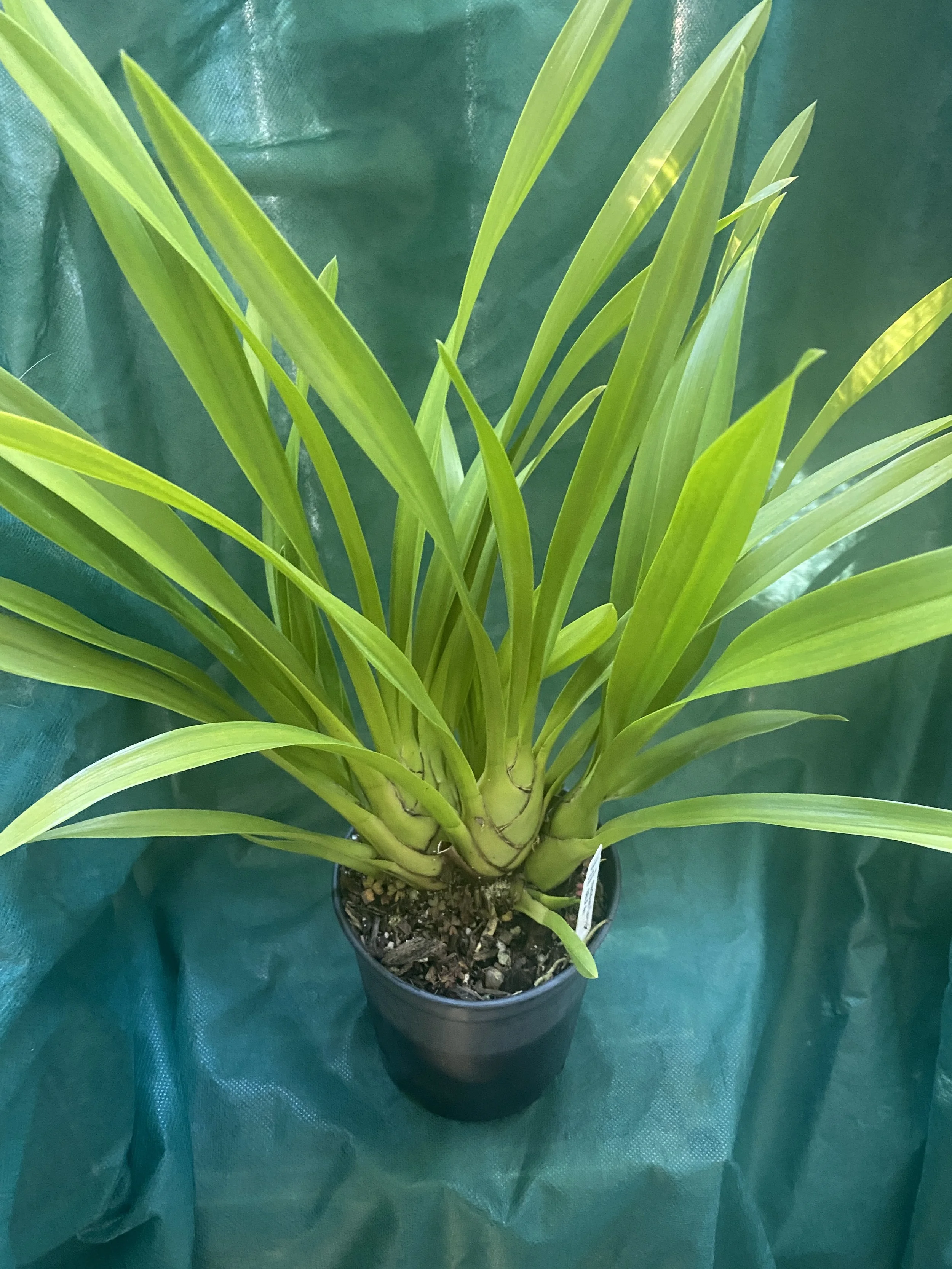 Cymbidium-Madidum-Leroyii-standing-nineteen-inches-tall.jpeg