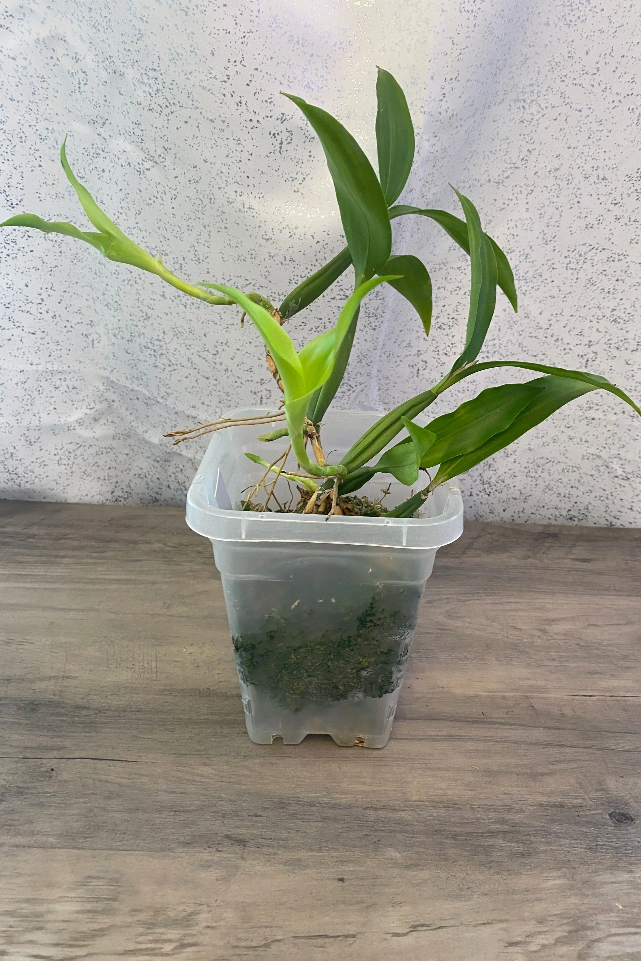 coelogyne-triplication-blooming-size.jpg