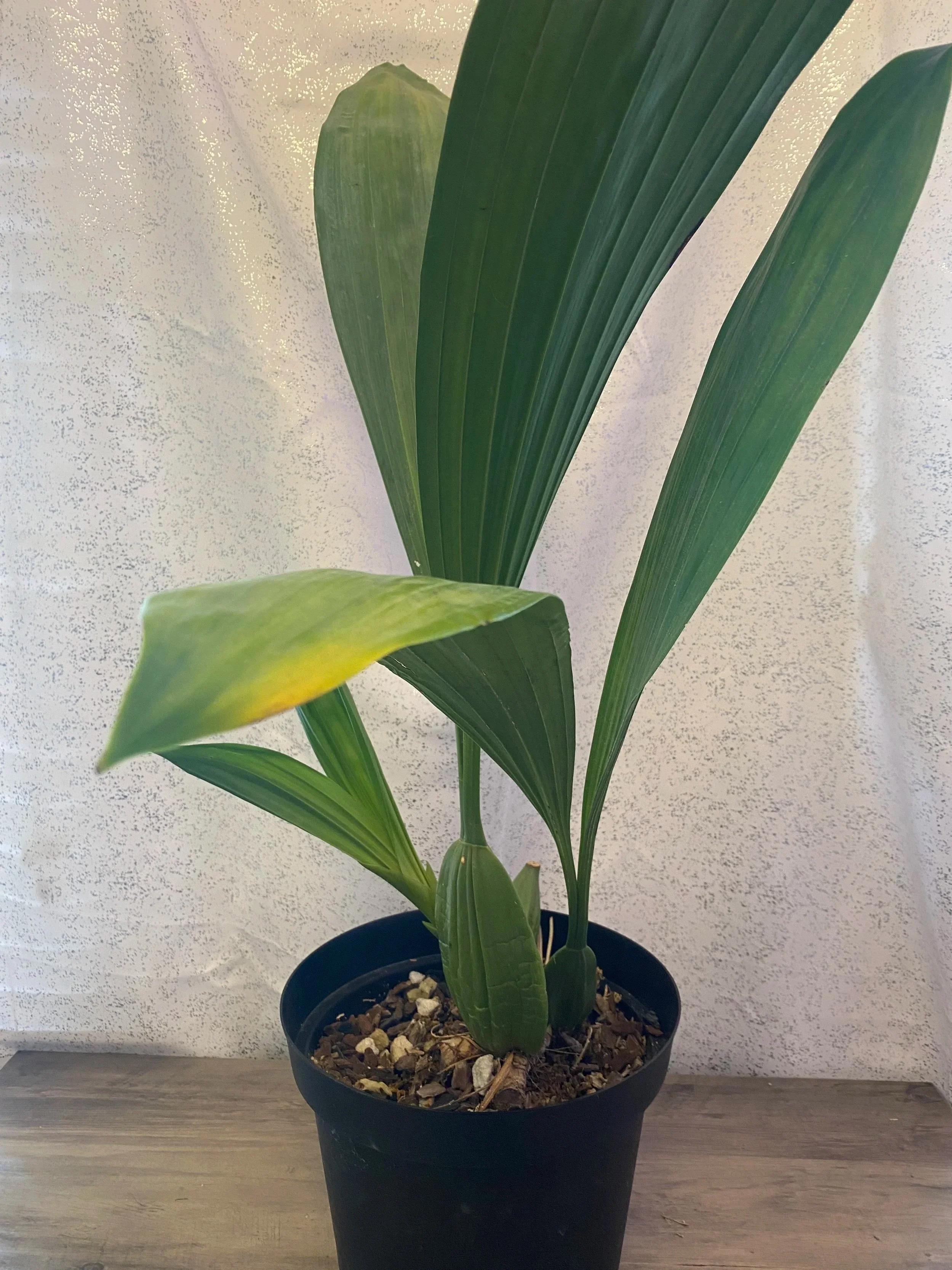 coelogyne-pandurata-giant-size.jpg