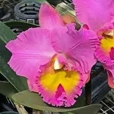 rlc-joyful-love-volcano-queen-orchid-with-light-pink-bloom-and-ruffled-yellow lip.jpg