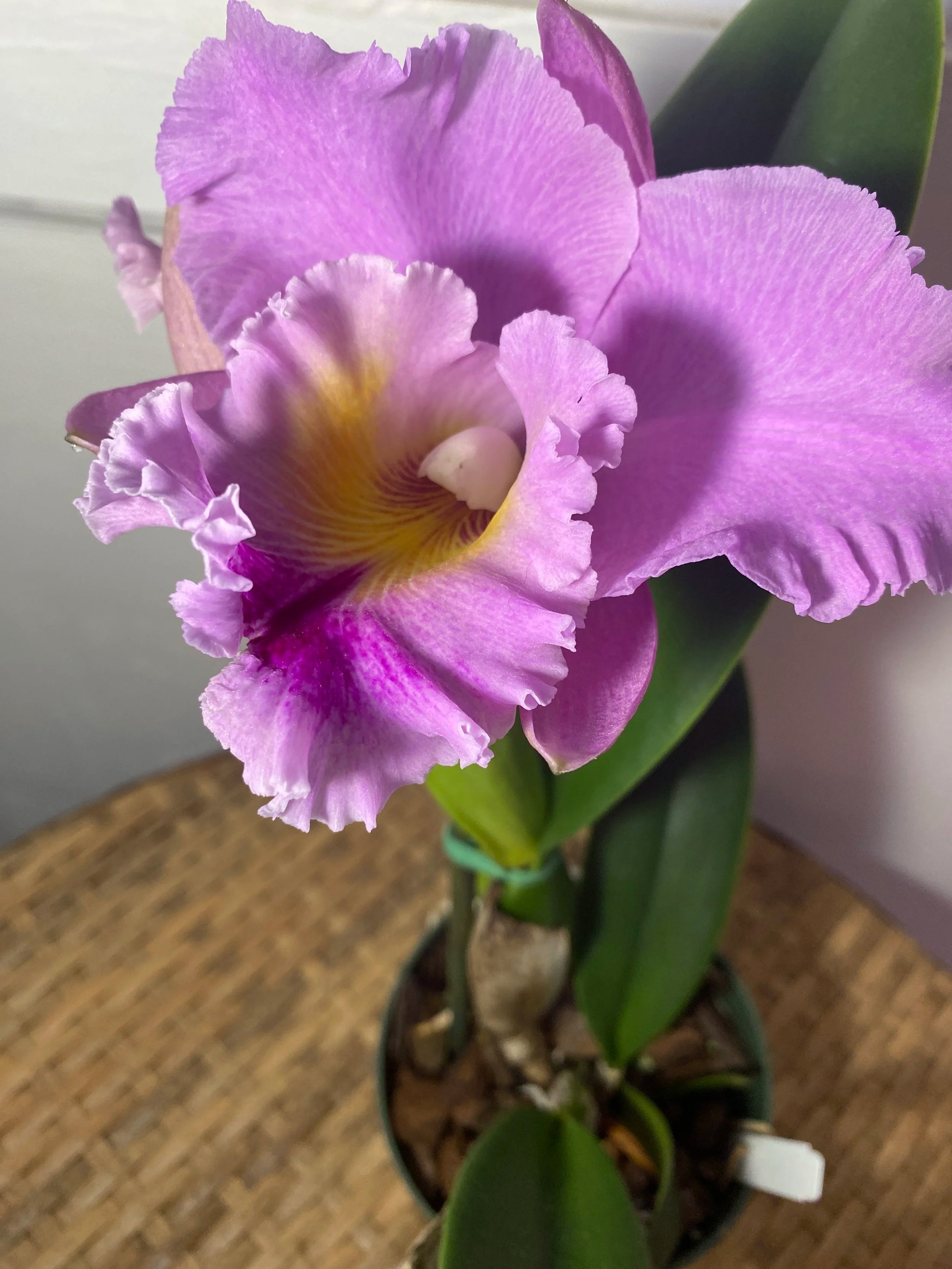 Rlc-Volcano-Feeling-Volcano-Queen.jpg