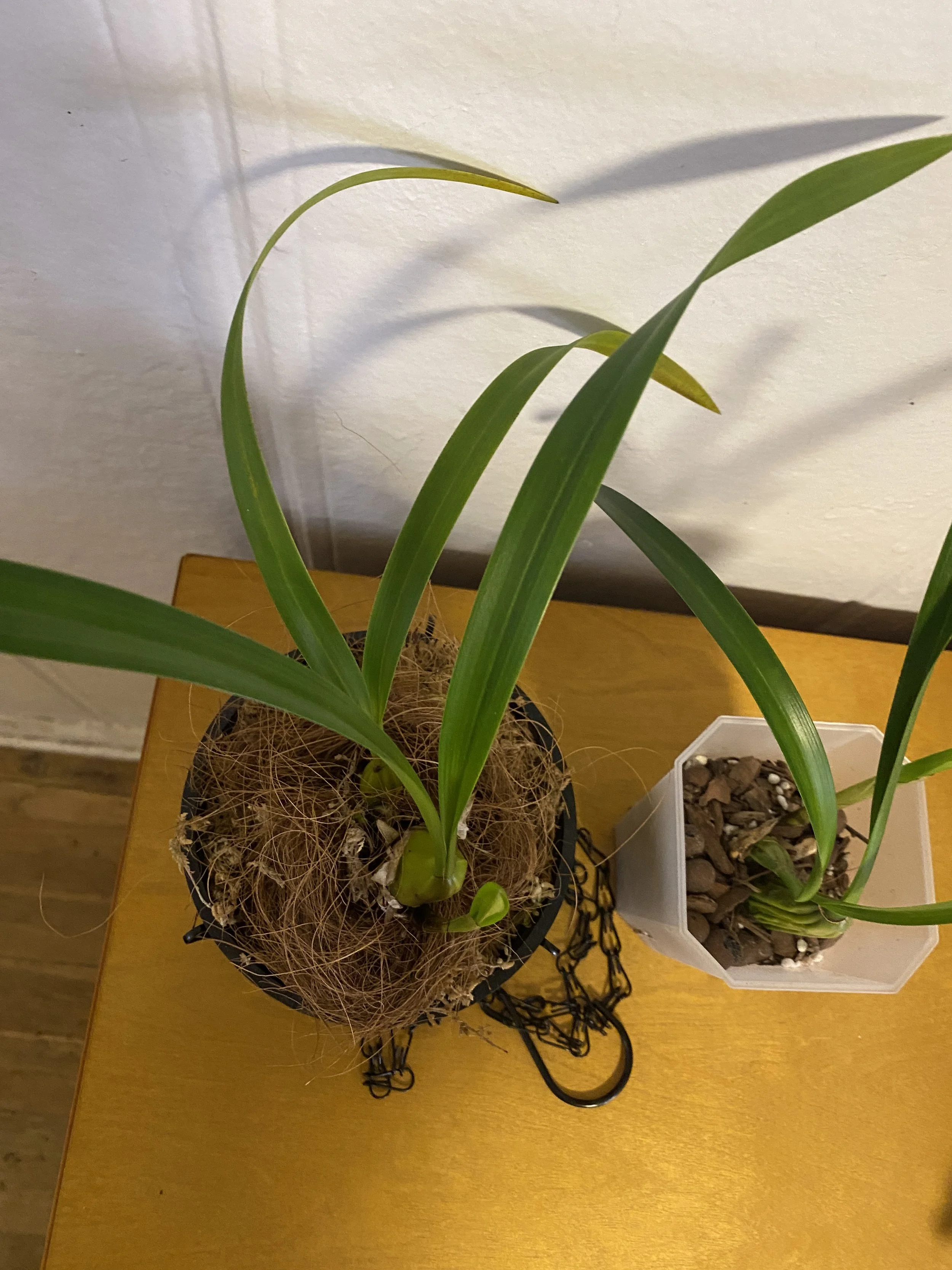 Coelogyne-Trinervis-in-two-sizes.jpeg