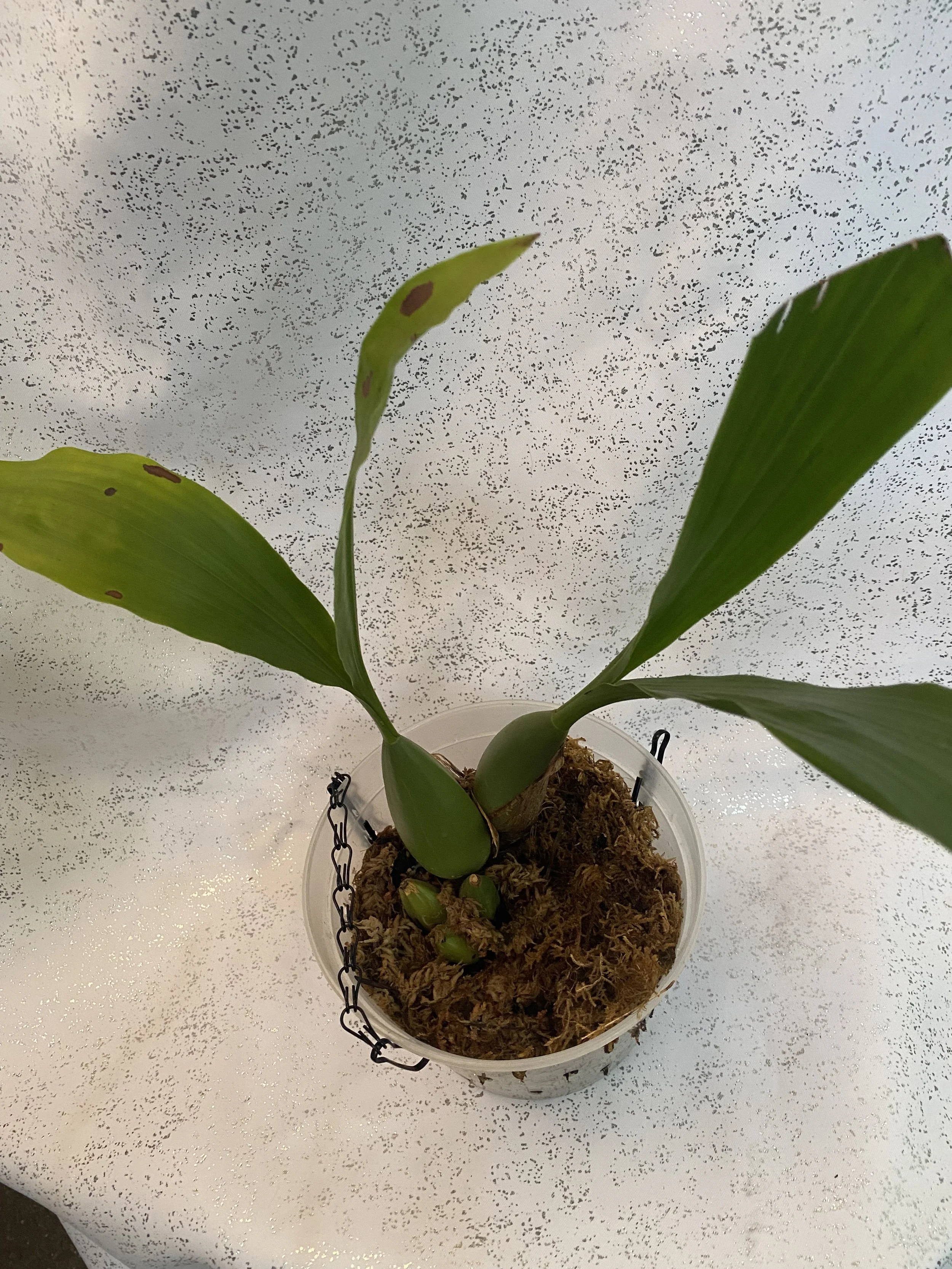 Coelogyne-Mooreana-Westonbert-in-four-inch-basket.jpeg