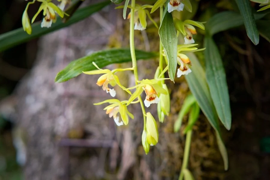 Chelonistele sulphurea IN BUD