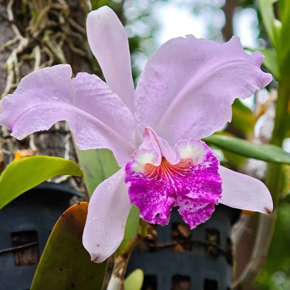 Cattleya-intermedia-v.-coerules x C.-intermedia-Aranbeem.jpg