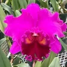 rlc-mitsuo-akatsuka-volcano-queen-orchid.jpg