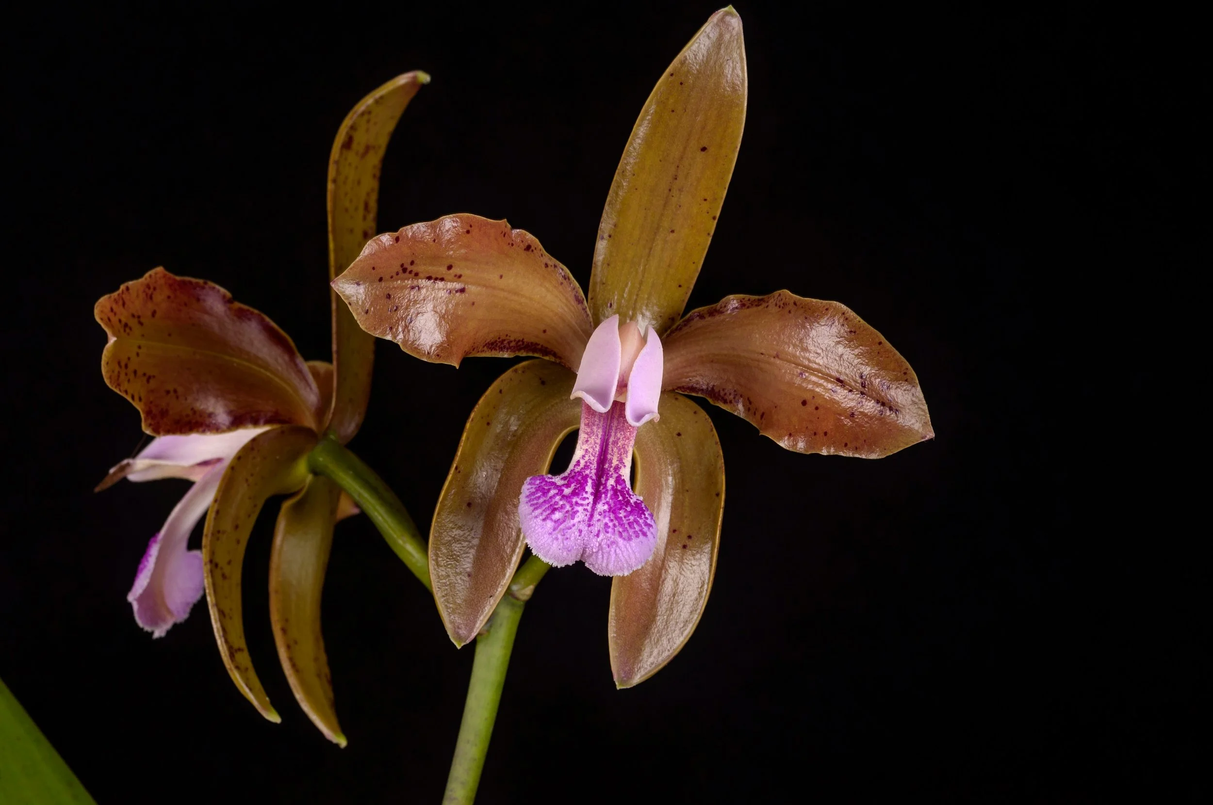 C. schilleriana x sib (4" Pot)