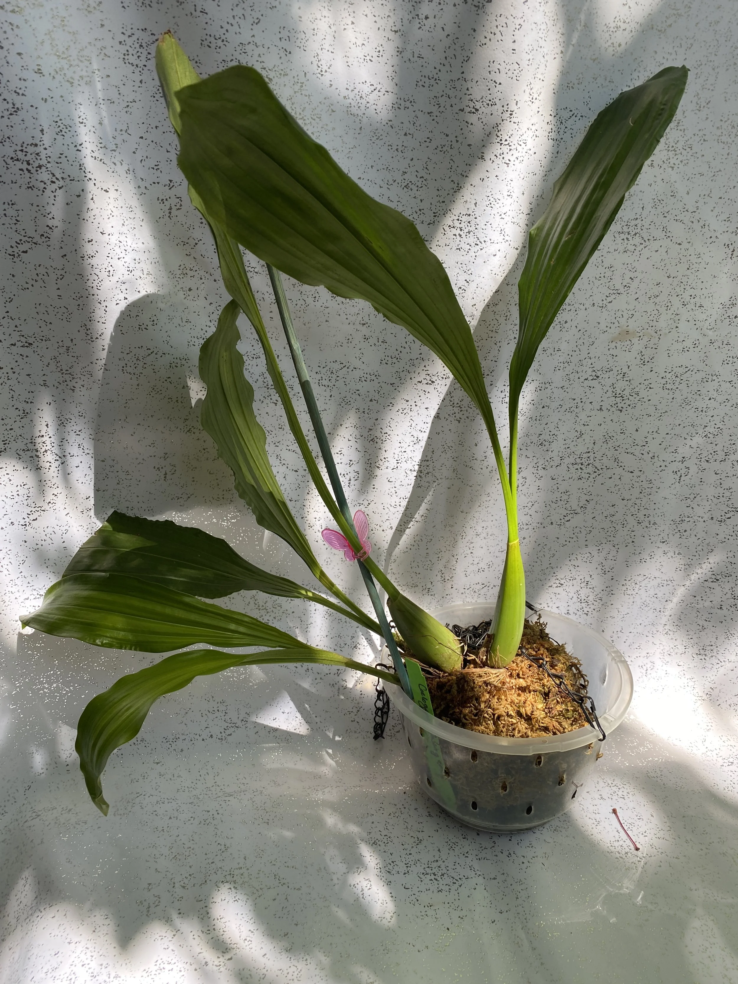 Coelogyne-massageana-standing-28-inches.jpeg
