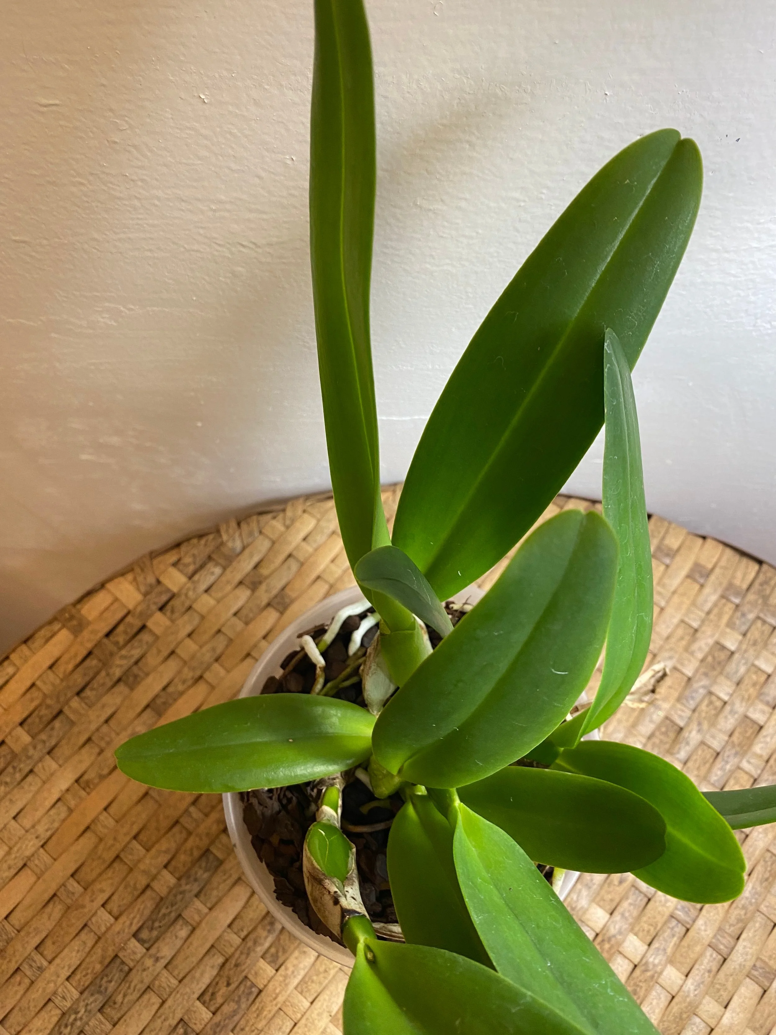 Long green leaves standing 19 inches tall in five inch pot