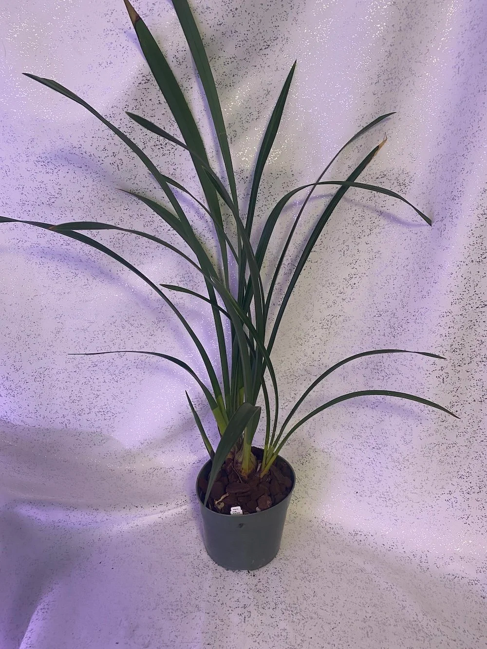 Cymbidium-Here-Comes-Sunshine-Tangerine-x-Red-Beauty-Prinses-Frederik-x-Marie Bashir.jpg