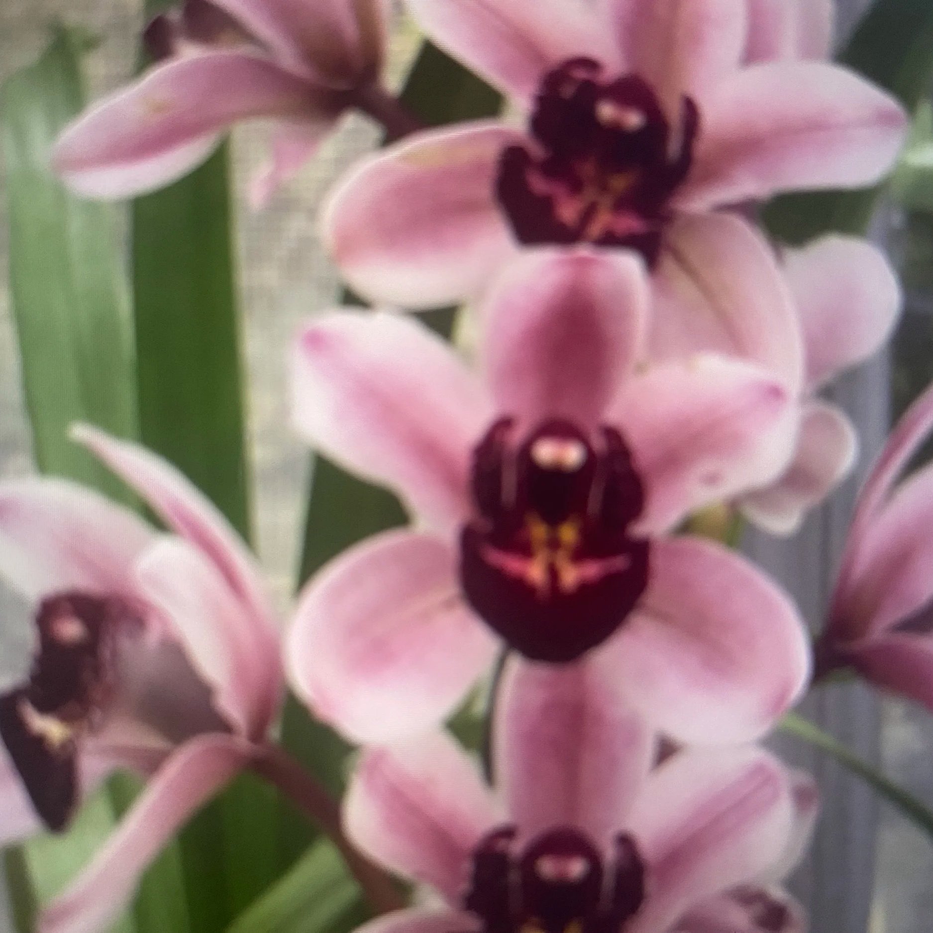 Cymbidium Vanessa Amorosa Paradise x The Yai's Have It
