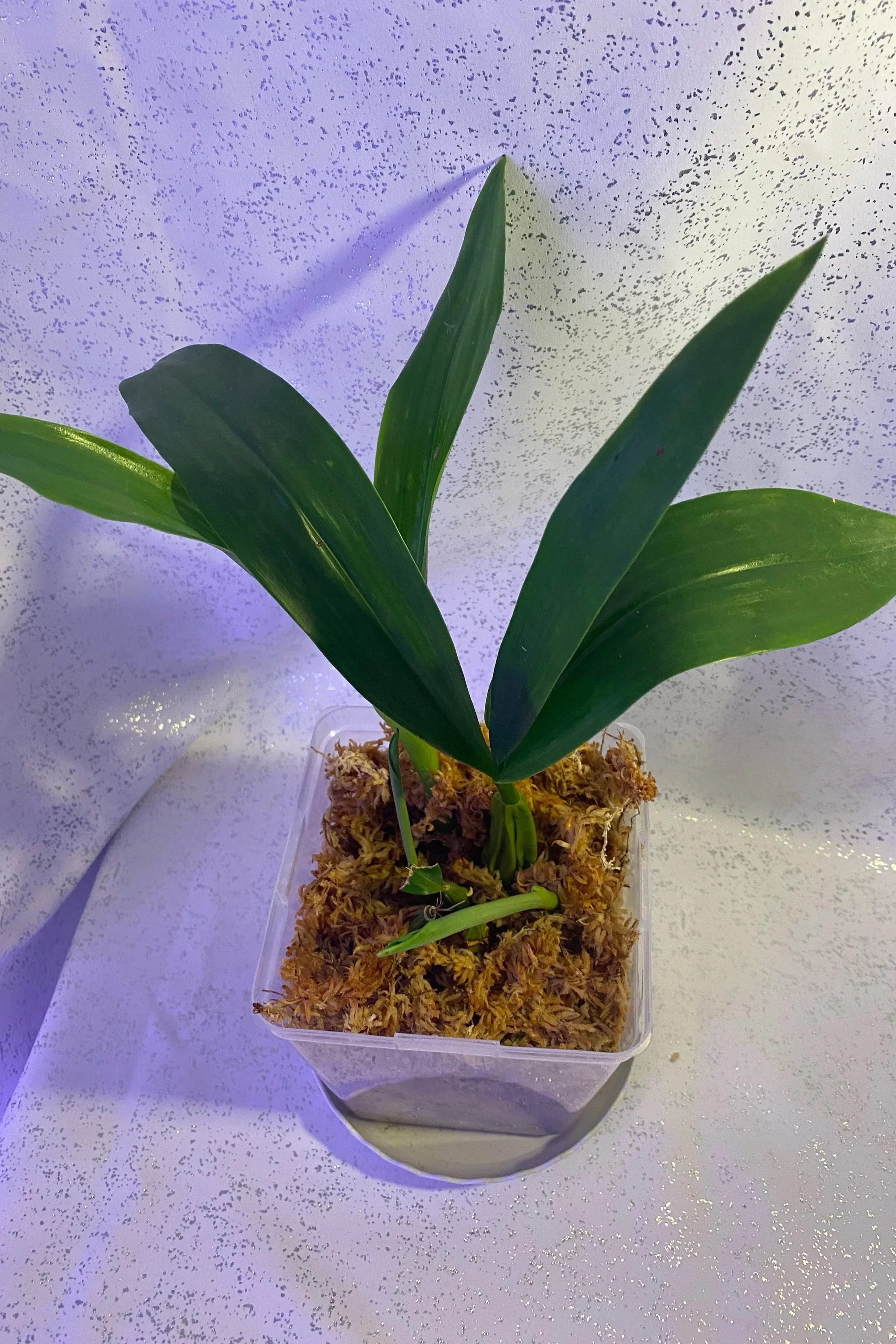 Coelogyne-lawrenceana-in-five-inch-pot.jpg