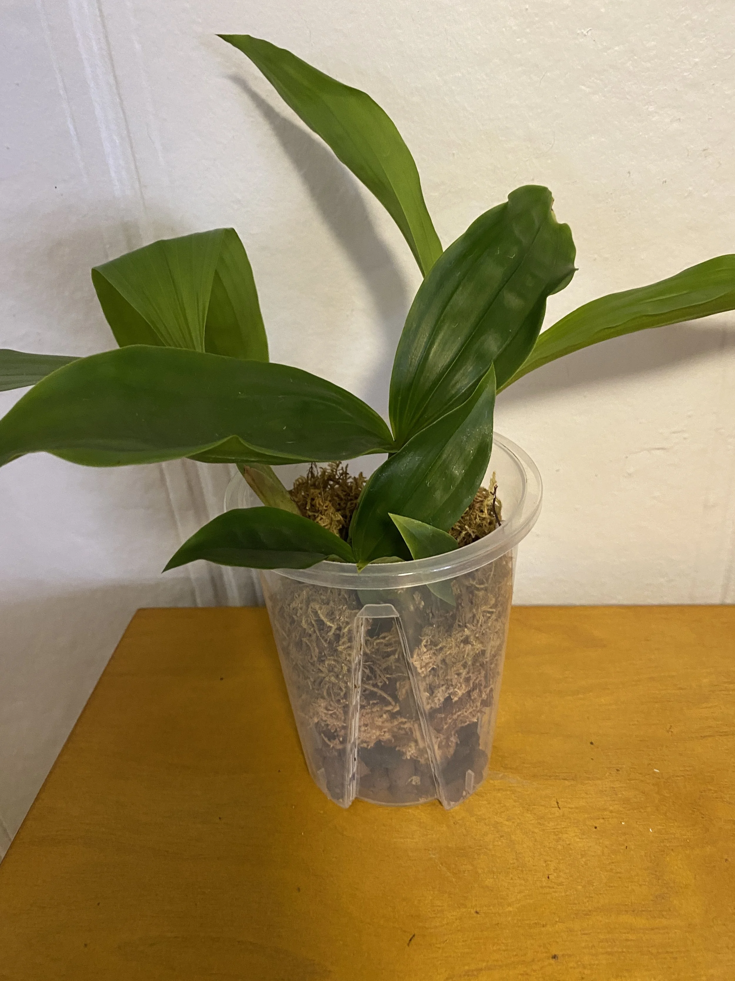 Coelogyne-swaniana-with-white-background.jpg.jpeg