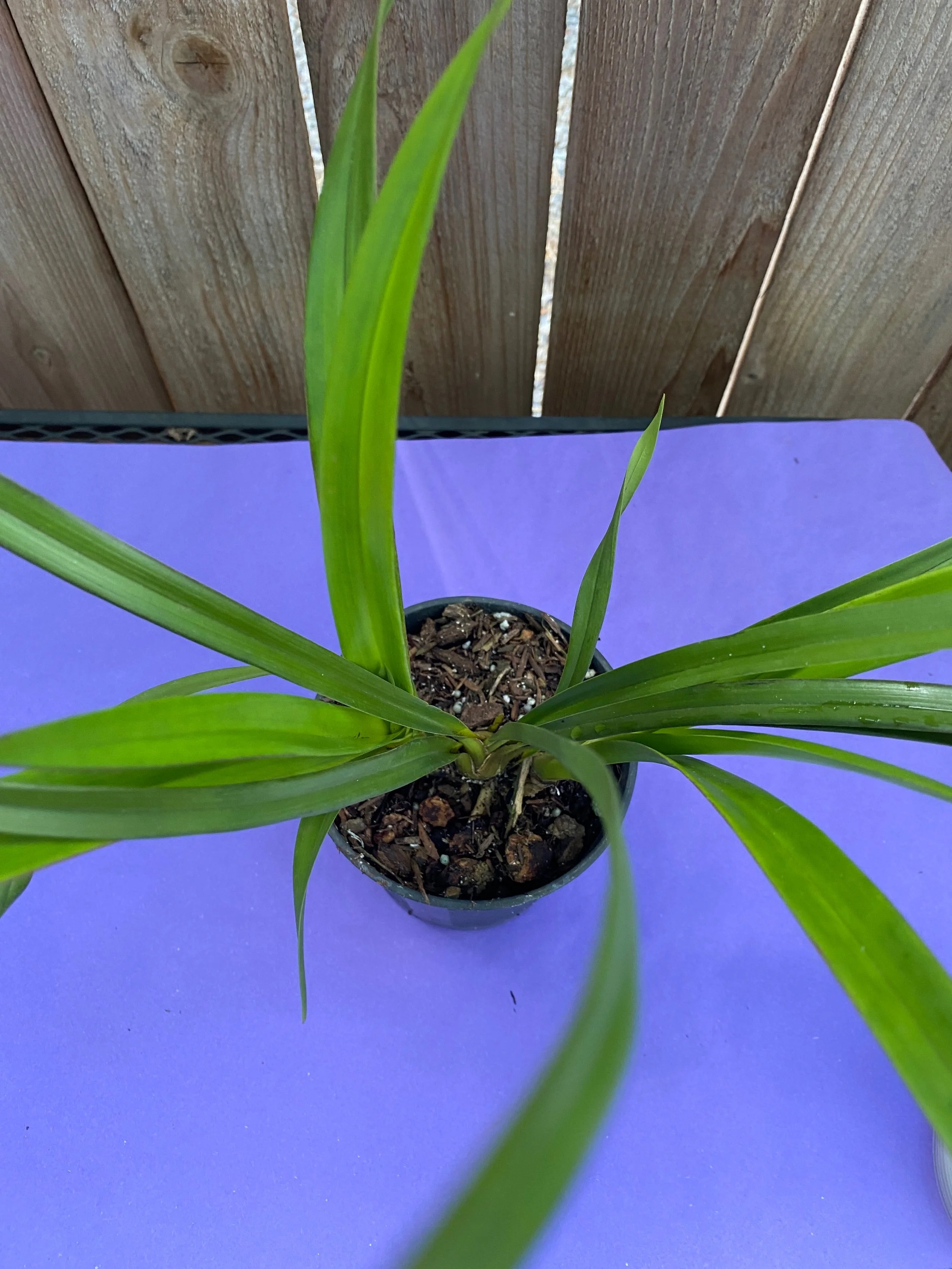 Cymbidium blooming size near a wooden fence