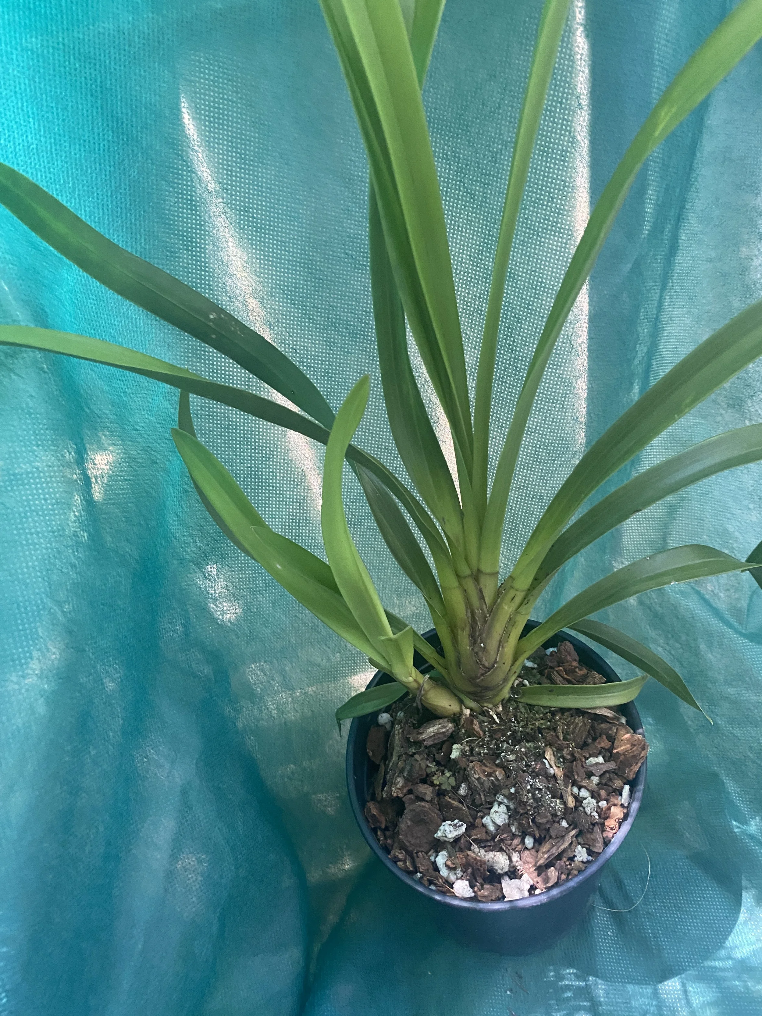 Cymbidium-Bill's-Emerald-#1-x-Lock-Bailey-in-five-inch-pot.jpeg