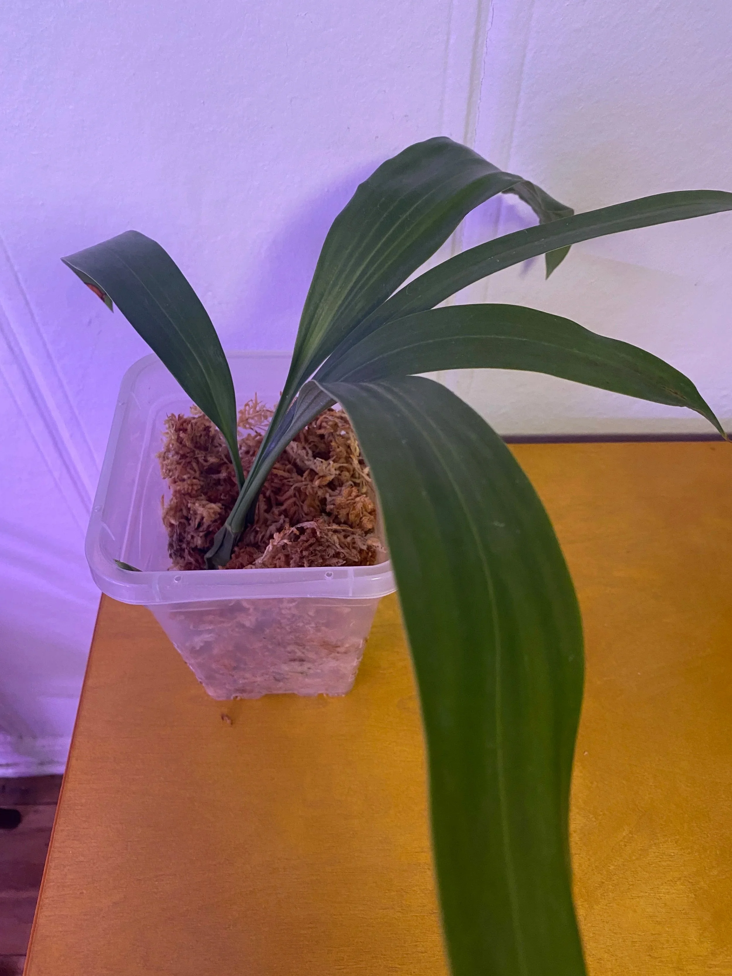 odowdsorchids-coelogyne-mooreana-westonbert.jpg