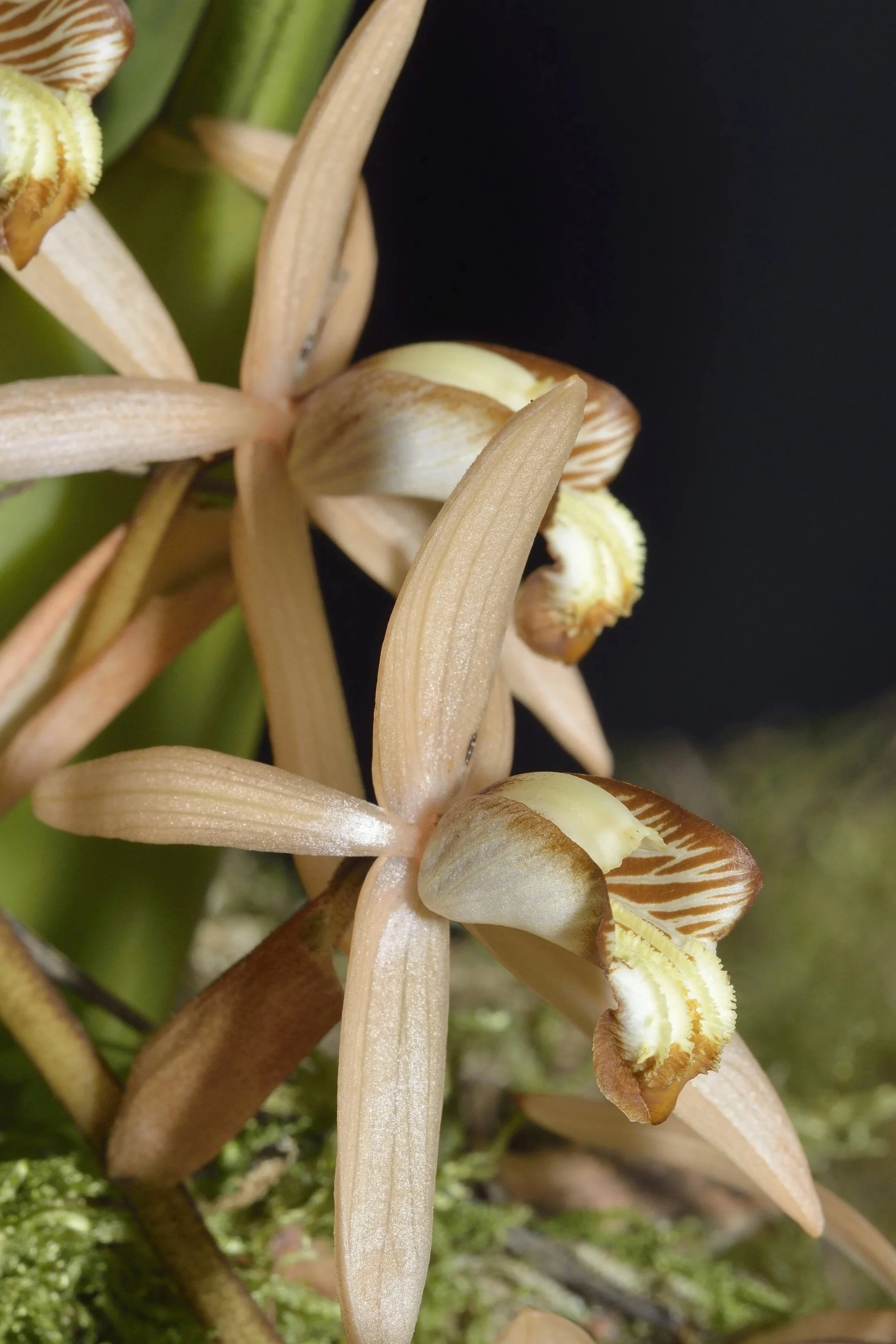 Coelogyne-massageana.jpg