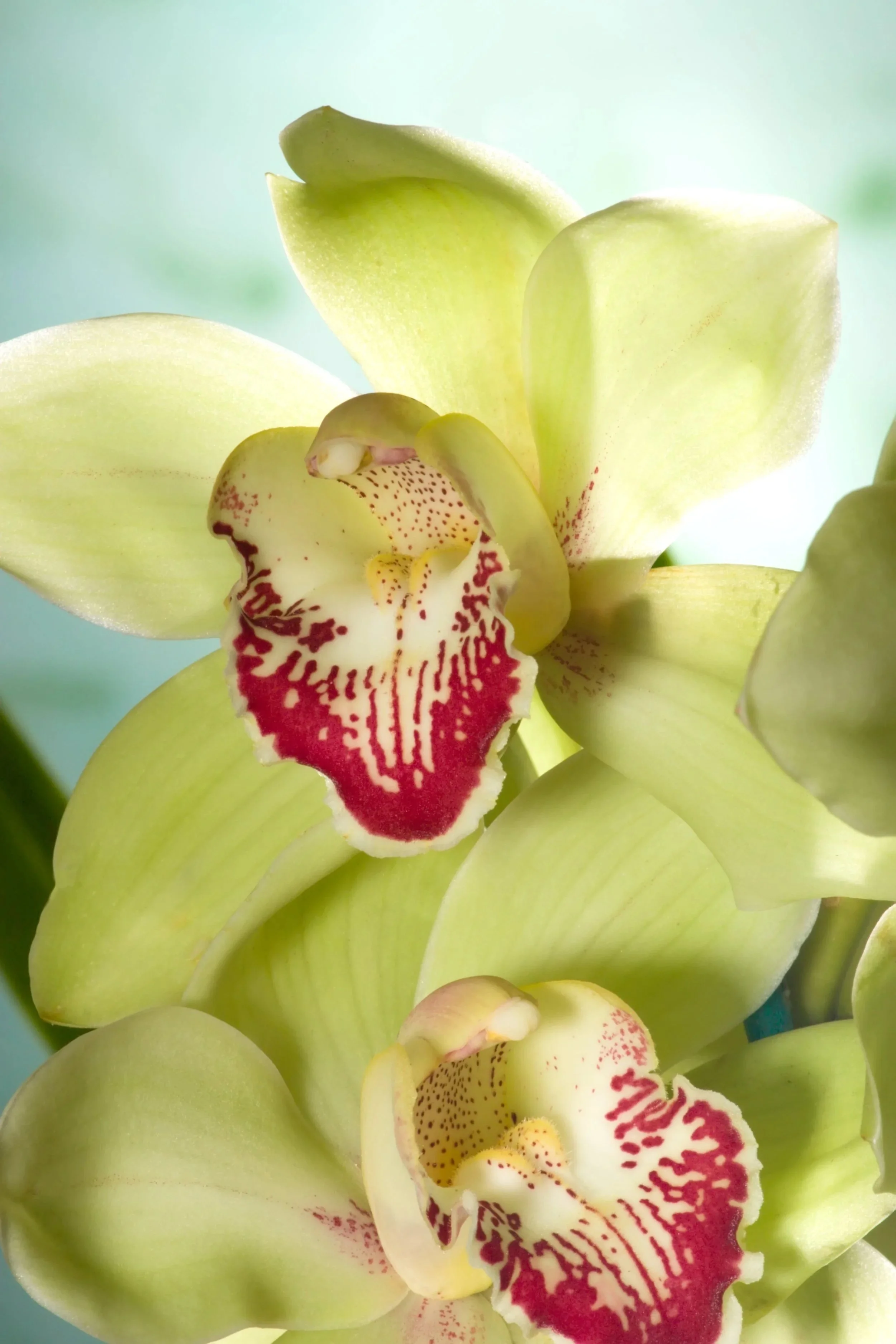 Cymbidium-Peter-Pan-Lawson's-#5-x-Gentle-Touch-Bon-Bonjpg