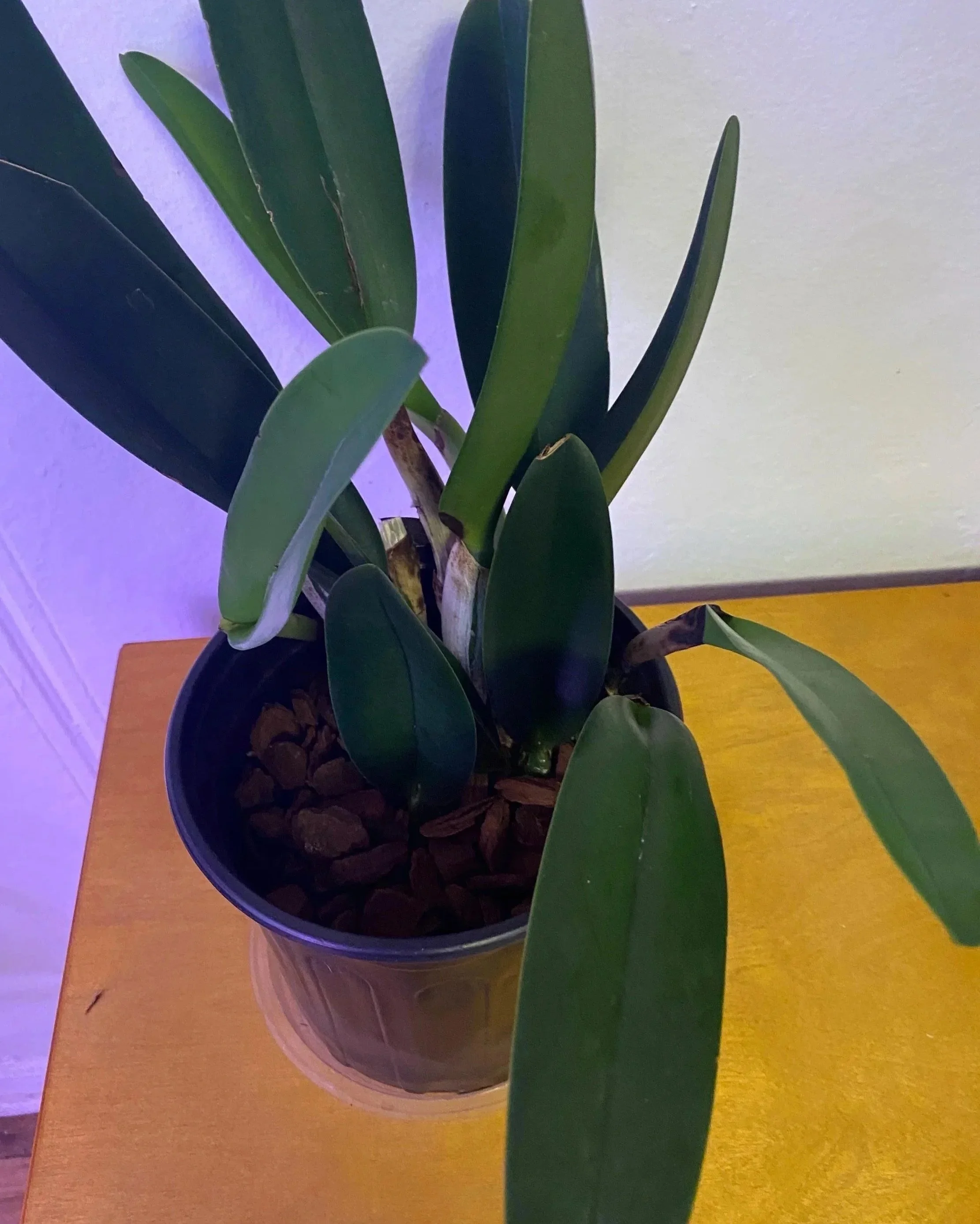 Rlc-Joyful-Love-Volcano-Queen-in-six-inch-pot.jpg