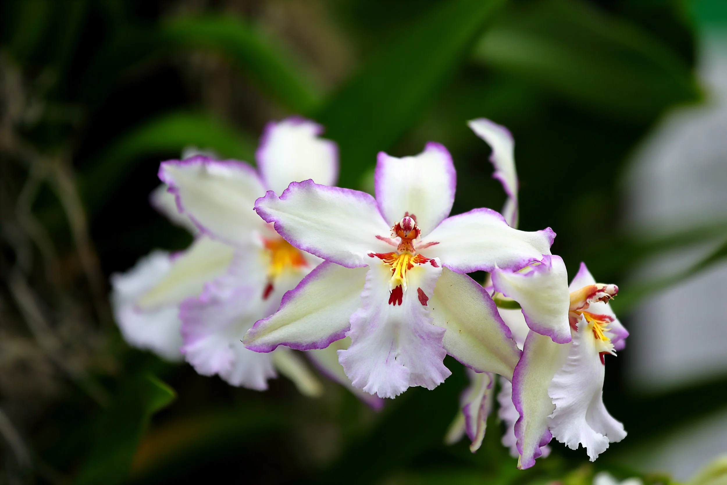 Close-up of a white orchid flower with purple edges and yellow and red markings in the center, against a background of green foliage.
