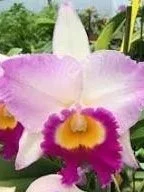 Rlc. Mary Lupi 'Volcano Queen'