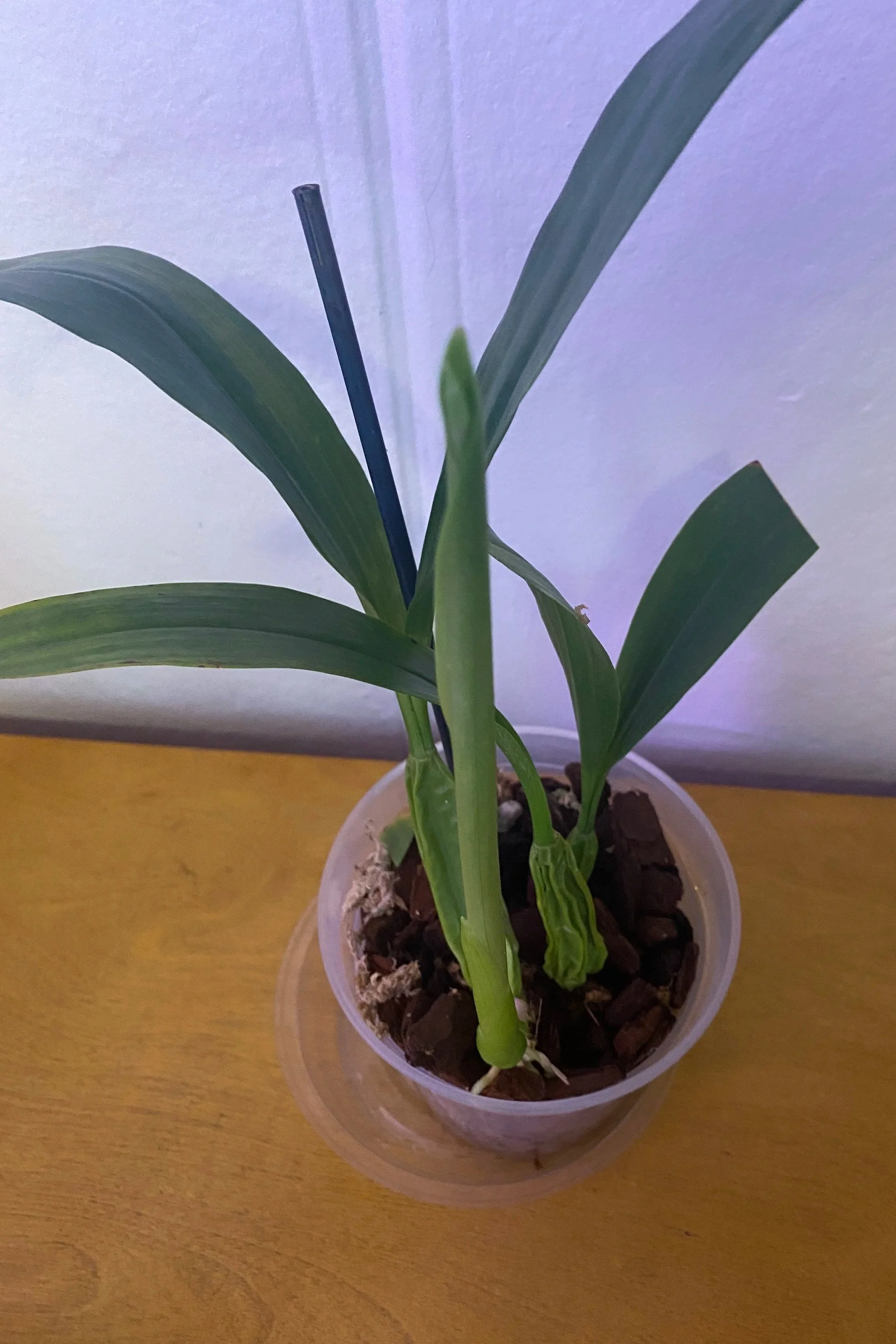 coelogyne-lawrenceana-in-five-inch-pot.jpg