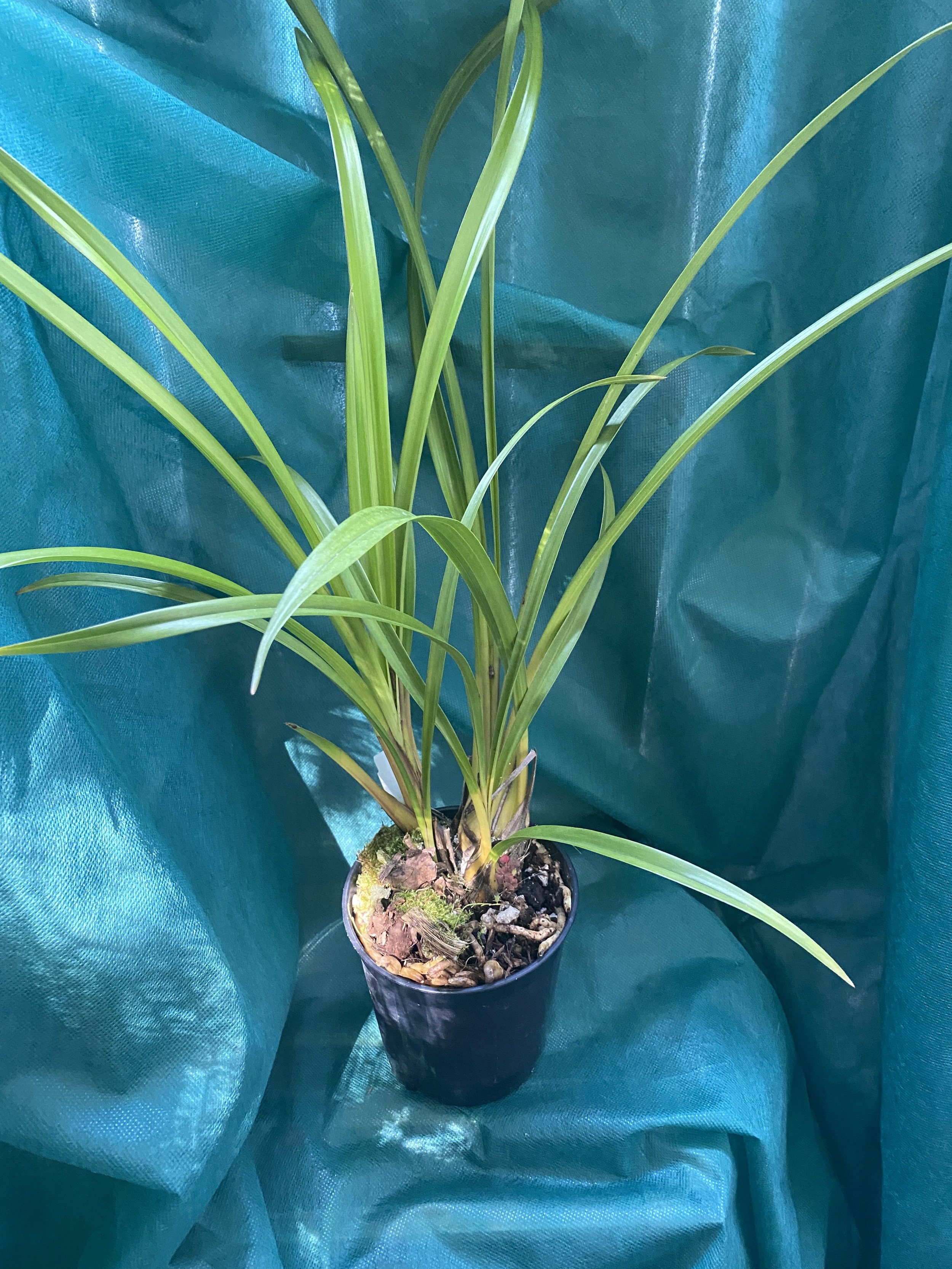 Cymbidium-Vanna-Rose-x-Street-of-Gold-on-green-cloth.jpeg