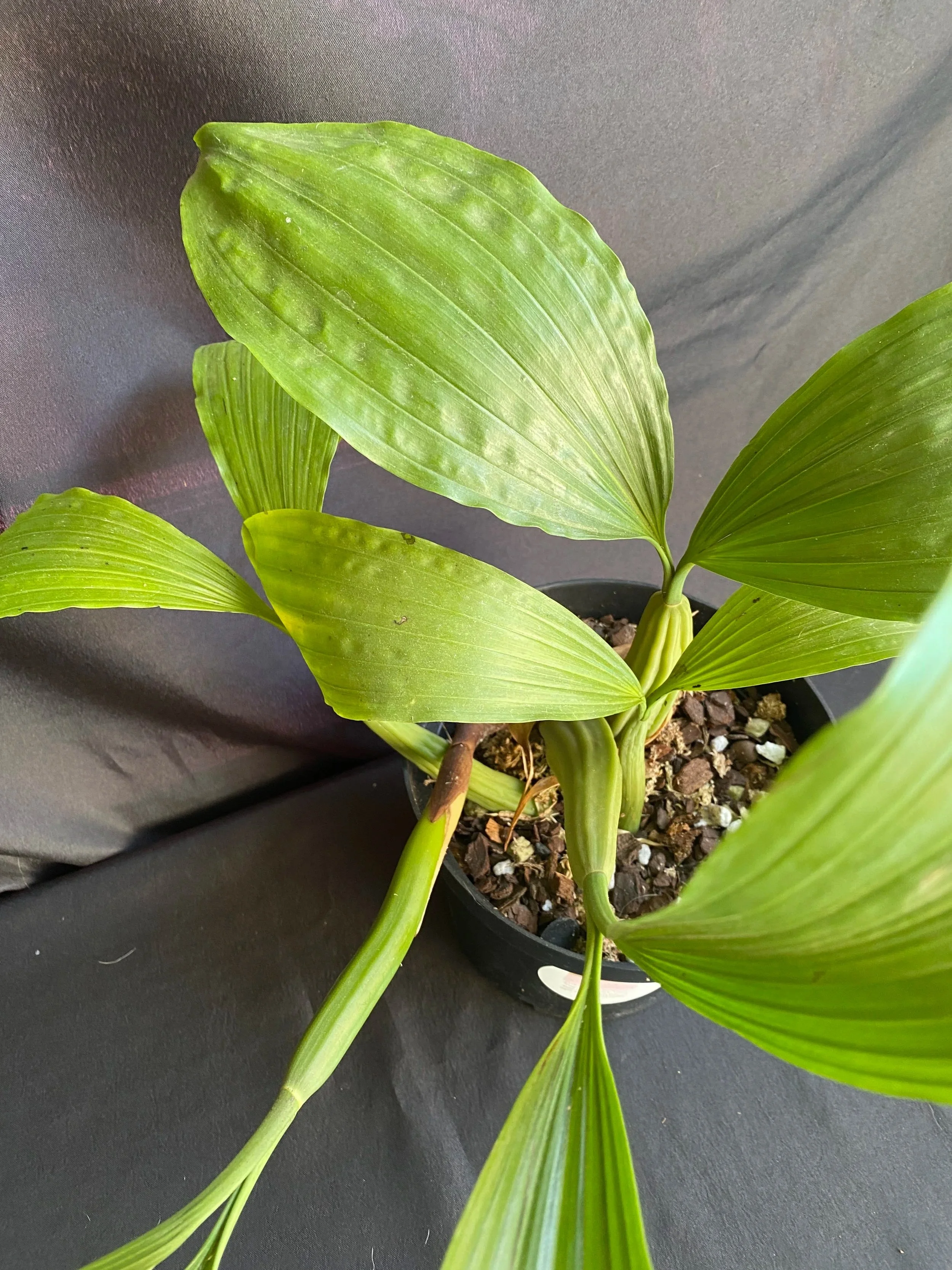 coelogyne-rochussenii-mooreana-with-wide-leaves-in-ten-inch-pot.jpg