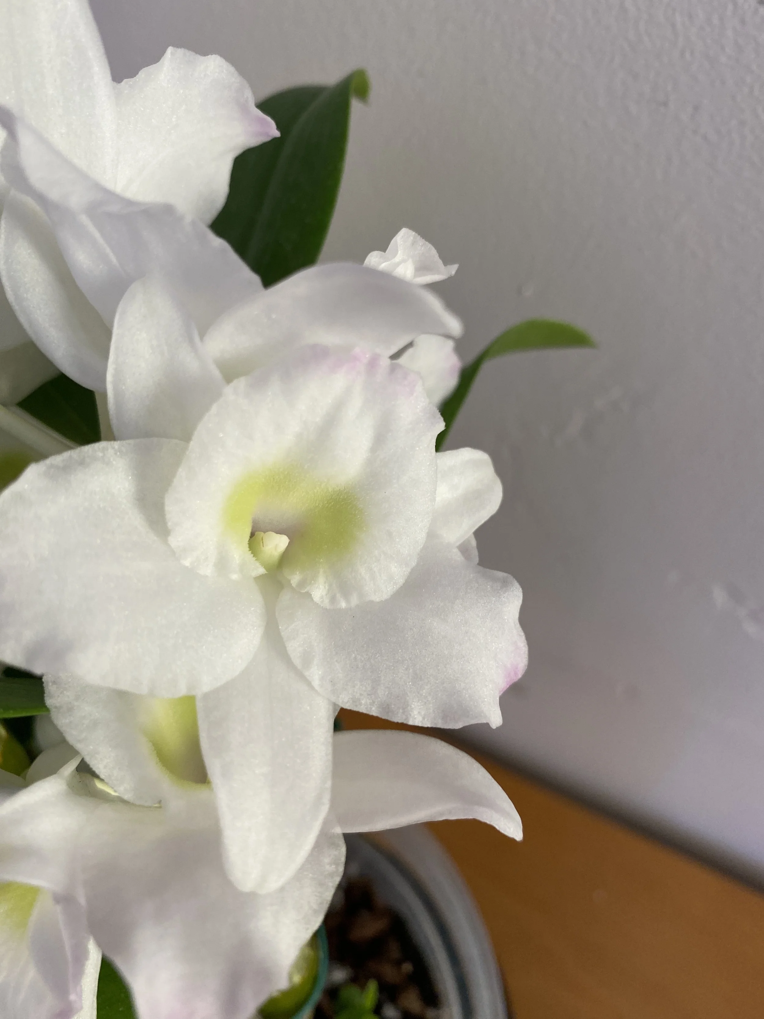 C. Hawaiian Wedding Song 'Virgin'