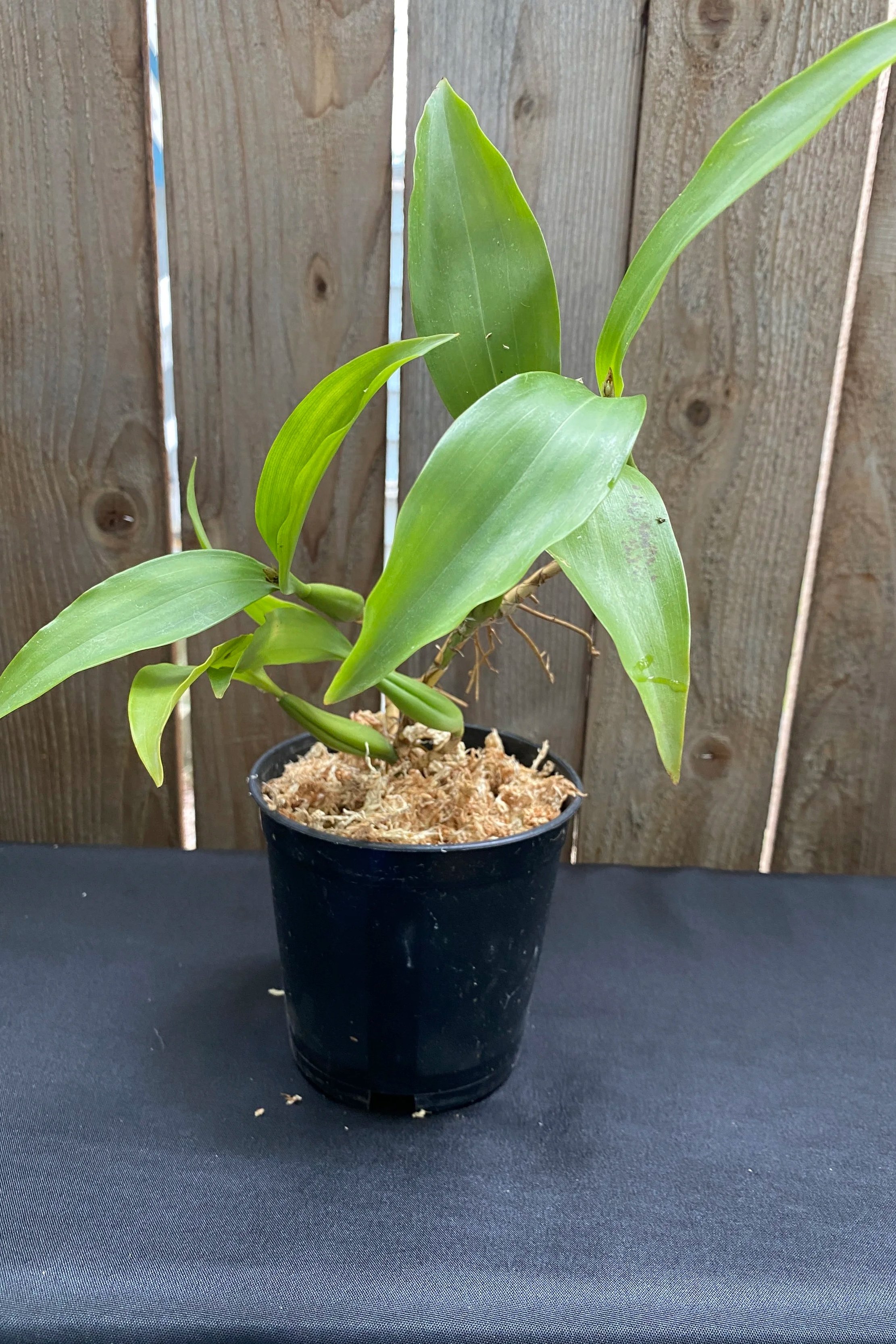 coelogyne-peltastes-standing-seventeen-inches-in-black-pot.jpg