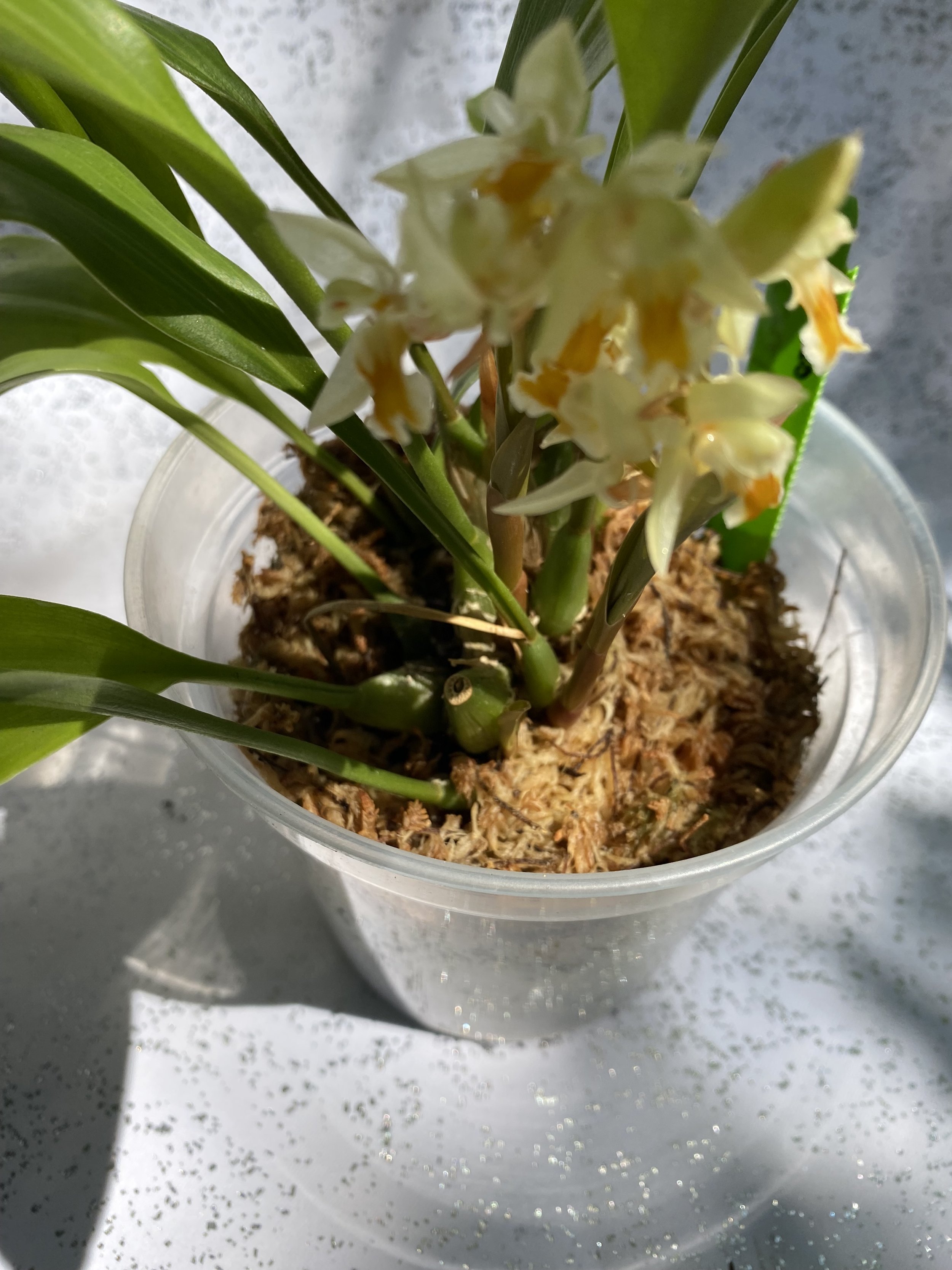 Chelonistele-sulphurea-in-bloom.jpeg