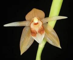 Coelogyne-rubrolanata.jpeg