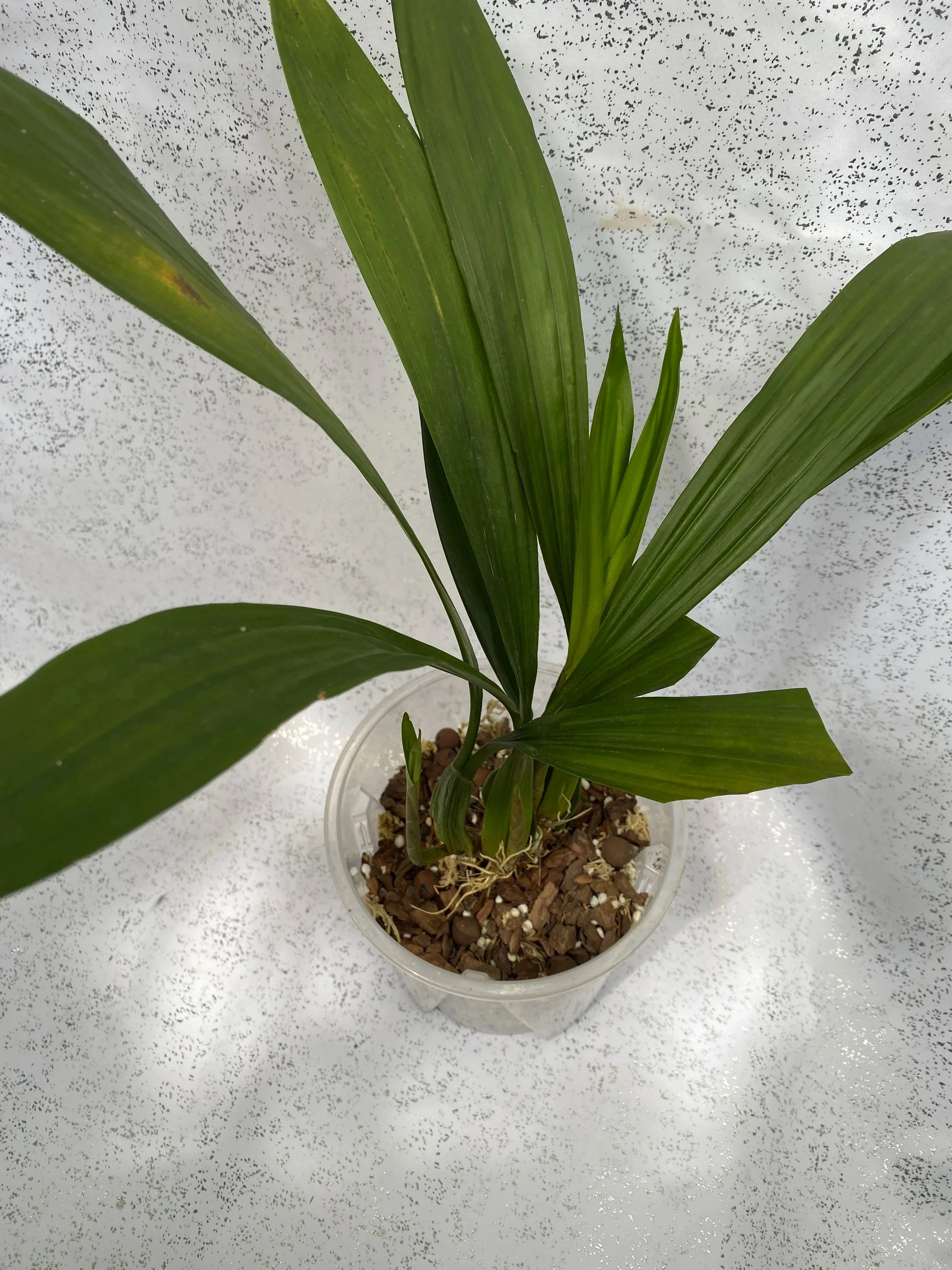 Coelogyne-Mayeriana-standing-23-inches-tall.jpg