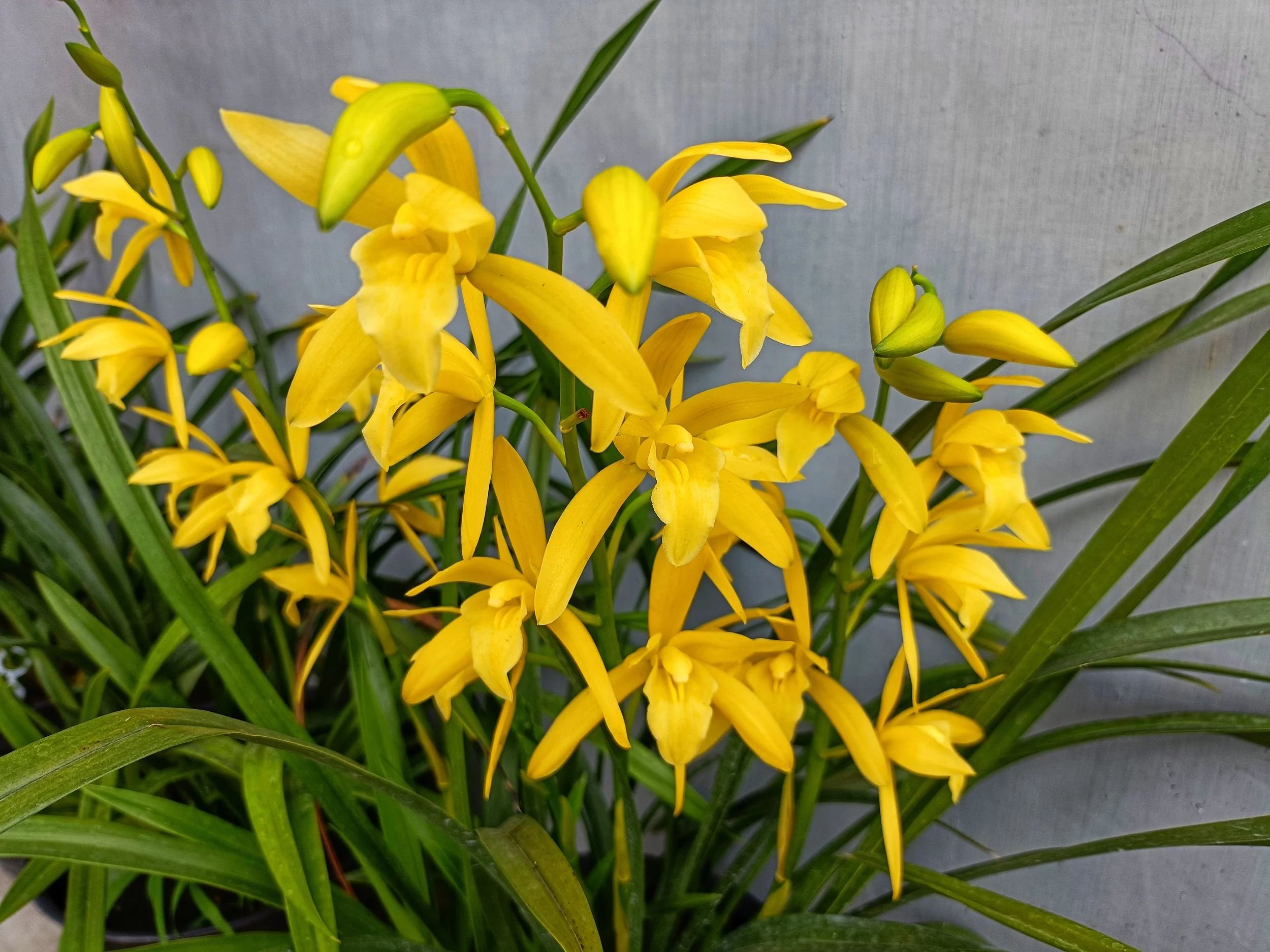 Cymbidium Golden Elf 'Sundust' HCC/AOS 'Variegated'