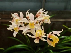 Coelogyne Trinervis